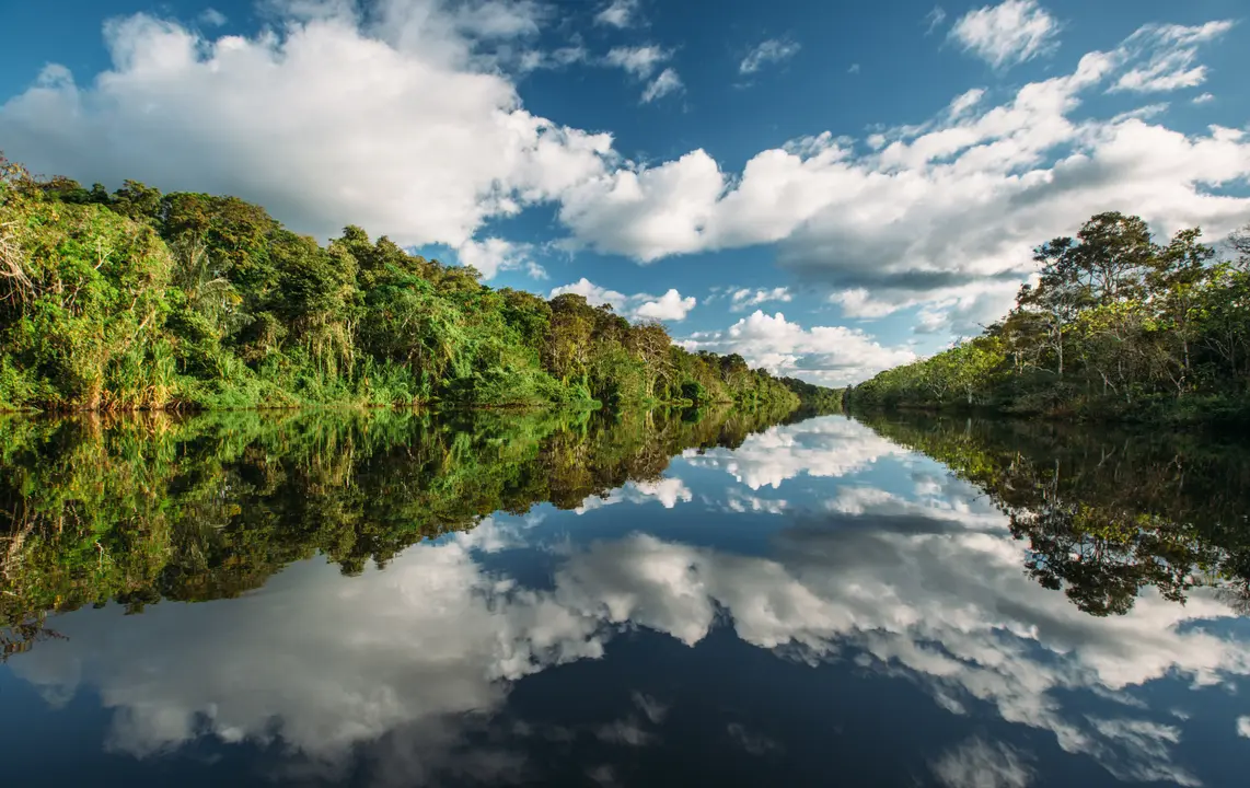 Amazon Rainforest River Reflection A serene view of a pristine river flowing through dense Amazon rainforest, with lush green vegetation mirrored perfectly in the still water under a bright blue sky with white cumulus clouds. This natural landscape represents the heart of South American wilderness and biodiversity.