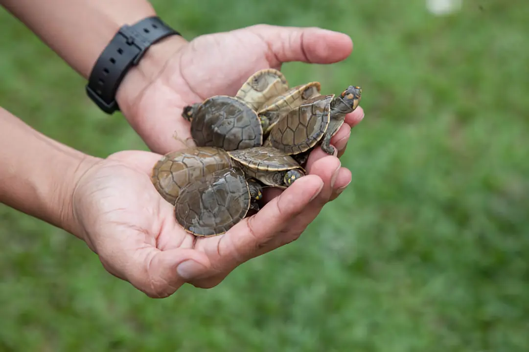 Baby Sea Turtles in Hand A close-up photograph of three newly hatched sea turtle hatchlings being carefully held in human hands, showcasing their delicate shells and tiny forms against a blurred natural background. This image captures a moment of wildlife education or conservation effort, likely at a coastal destination or marine facility.