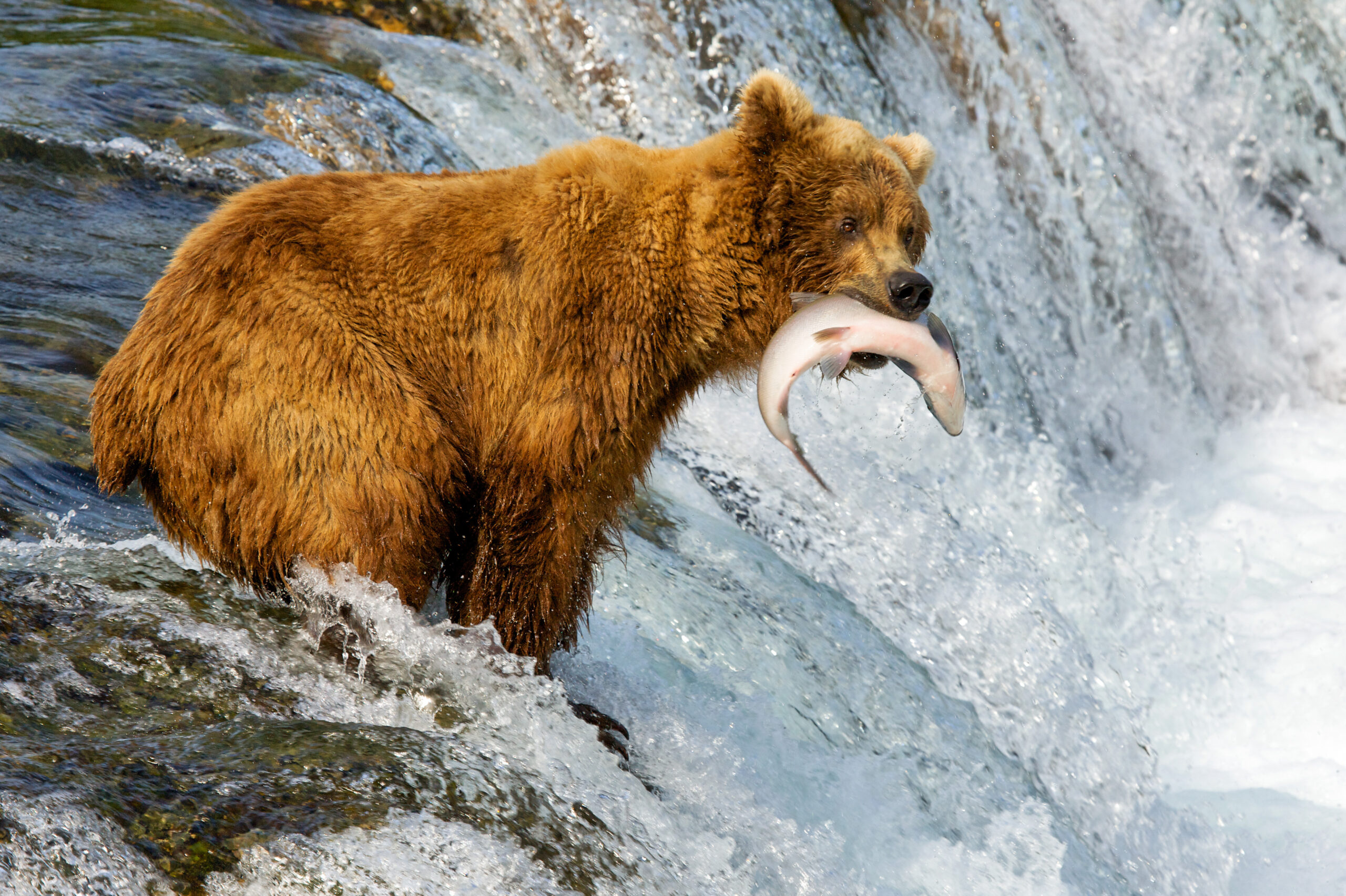 A large brown bear stands in shallow water near a rocky waterfall, successfully catching a salmon in its mouth. The bear's thick fur is wet from the water, and the scene captures a dramatic moment of wildlife predation in a natural river environment.