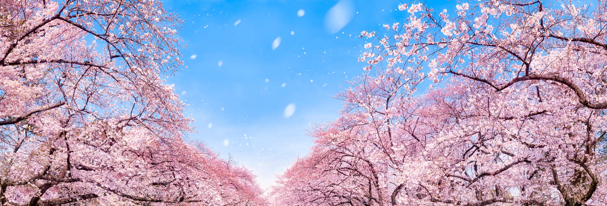Cherry Blossom Trees in Full Bloom A stunning landscape of pink cherry blossom trees creating a canopy against a bright blue sky. Delicate pink petals appear to be gently falling, creating a magical spring scene.