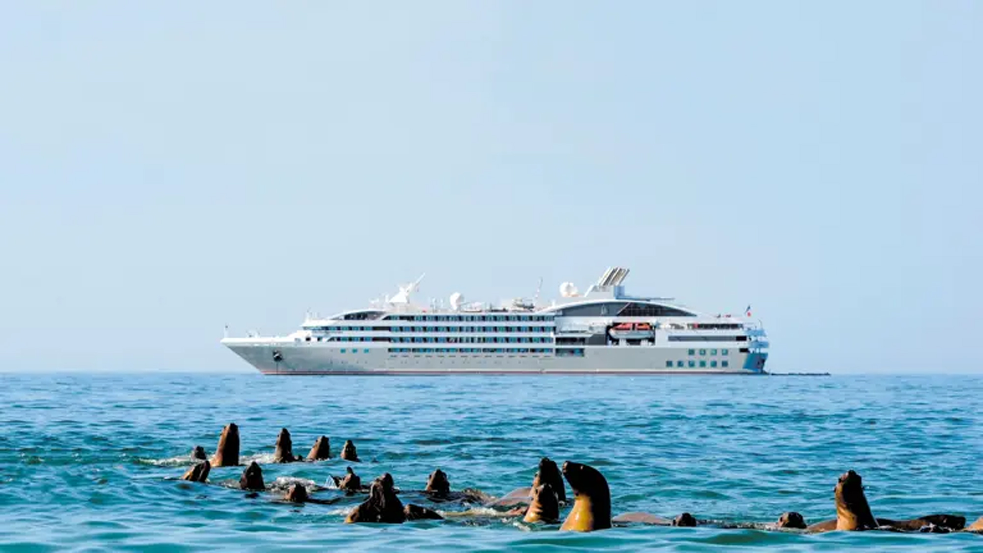 Cruise Ship and Sea Lions in Ocean A white luxury cruise ship sailing in turquoise waters with a group of sea lions swimming in the foreground, creating a striking marine scene.