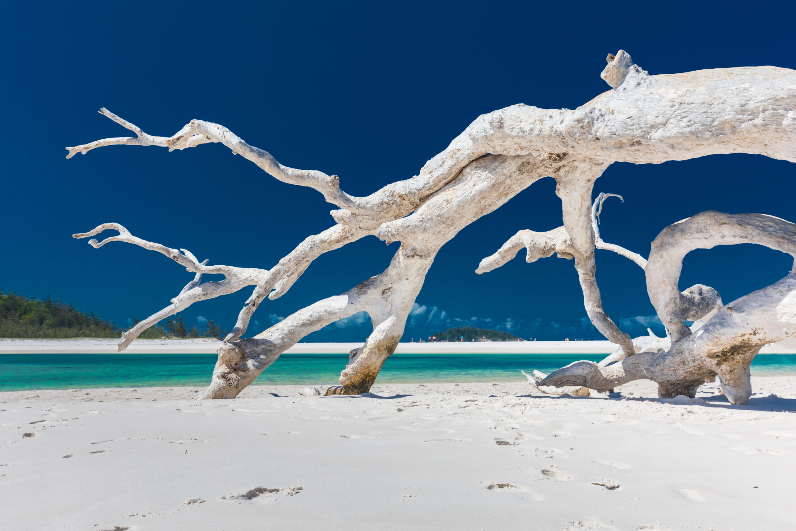 Driftwood on Pristine Tropical Beach Bleached, twisted driftwood branches emerge from a white sandy beach with turquoise waters and a deep blue sky in the background. The stark, sculptural driftwood creates an artistic contrast against the vibrant tropical landscape.