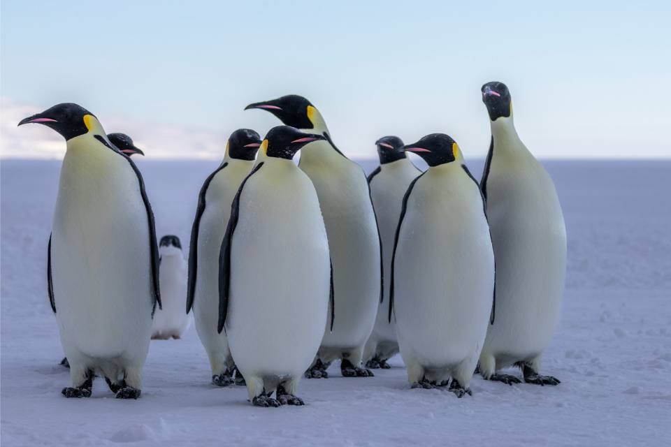 Emperor Penguins on Antarctic Ice A group of majestic Emperor penguins standing together on a frozen Antarctic ice shelf with the ocean visible in the background. These flightless birds display their distinctive black and white plumage with characteristic yellow ear patches, representing one of the most iconic wildlife experiences available to cruise passengers visiting polar regions.