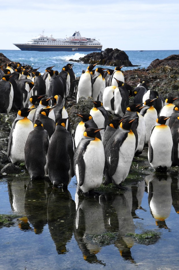 King Penguins with Cruise Ship A large colony of King Penguins gathered on rocky shores with their reflections visible in shallow tidal pools, while a cruise ship anchors in the background waters. This striking scene captures wildlife tourism in one of the world's most remote and pristine destinations.