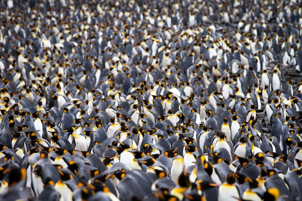 Massive King Penguin Colony Gathering A vast congregation of thousands of King Penguins gathered together, displaying their distinctive black, white, and golden-yellow plumage. This stunning wildlife photograph captures the immense scale and density of one of the world's largest penguin colonies, likely located in the sub-Antarctic regions accessible by expedition cruise.