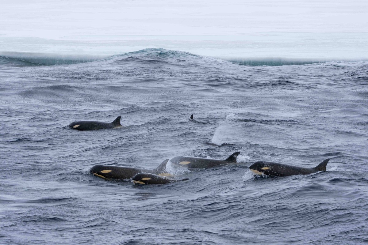 Orcas Swimming in Arctic Waters A pod of orca whales (killer whales) swimming together in cold Arctic or sub-Arctic waters, with snow-capped mountains visible in the misty background. The distinctive black and white markings of multiple orcas are visible as they move through the gray-blue ocean waters.