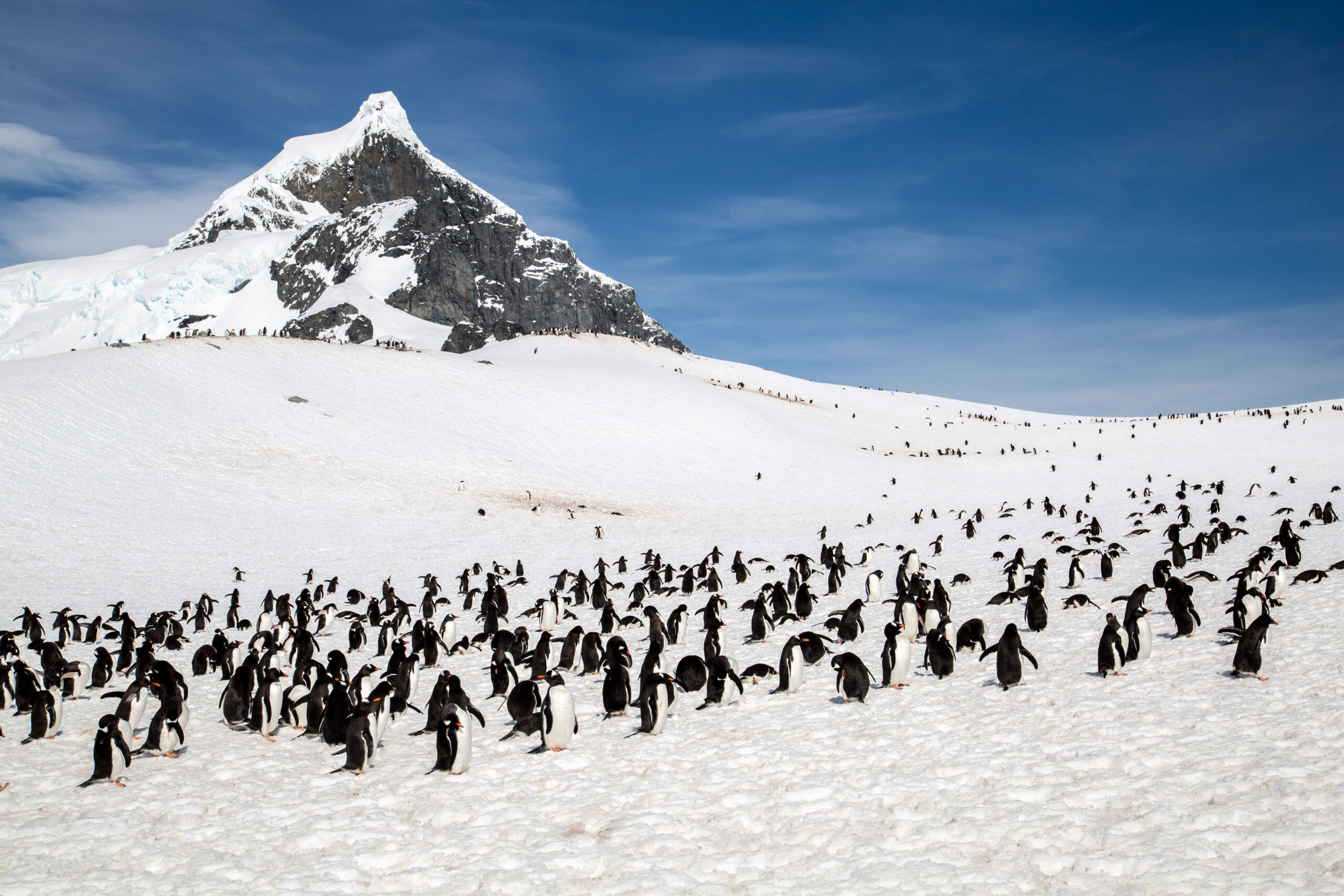Penguin Colony on Snowy Antarctic Landscape A large group of penguins gathered on a snow-covered slope with a dramatic, snow-capped mountain in the background. The scene captures the harsh yet beautiful Antarctic wilderness.