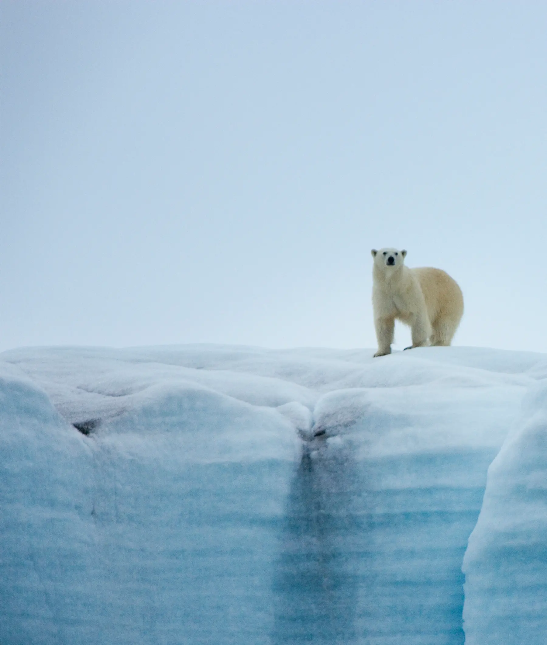 Polar Bear on Arctic Ice Floe A solitary polar bear stands alert on a snow-covered ice floe in the Arctic, with blue-tinted glacial ice formations visible in the foreground and a pale sky in the background. The image captures the stark beauty of polar wildlife in their natural Arctic habitat.