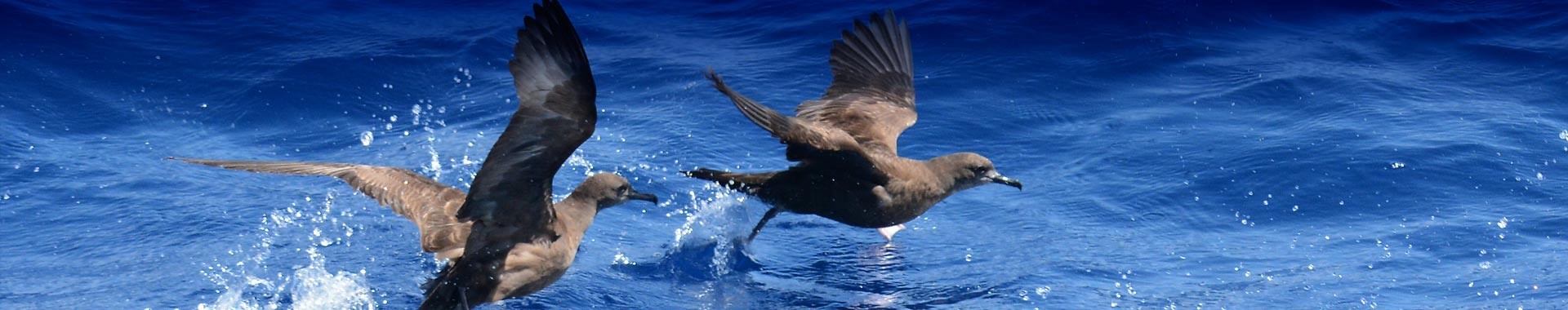 Seabirds Taking Flight Over Ocean Waters Three seabirds, appearing to be petrels or similar ocean birds, are captured in dynamic flight as they take off from the deep blue ocean surface, with water splashing beneath their wings and bodies in mid-motion.