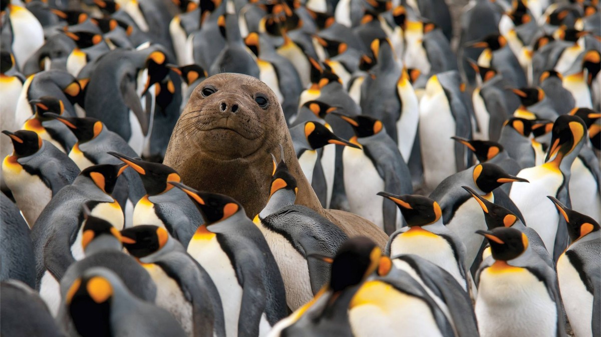Seal Among King Penguins Colony A curious seal pup surfaces among a large colony of King Penguins, looking directly at the camera with an endearing expression while surrounded by the distinctive black, white, and orange plumage of the penguins. This striking wildlife encounter showcases the biodiversity of sub-Antarctic regions commonly visited on polar and expedition cruises.