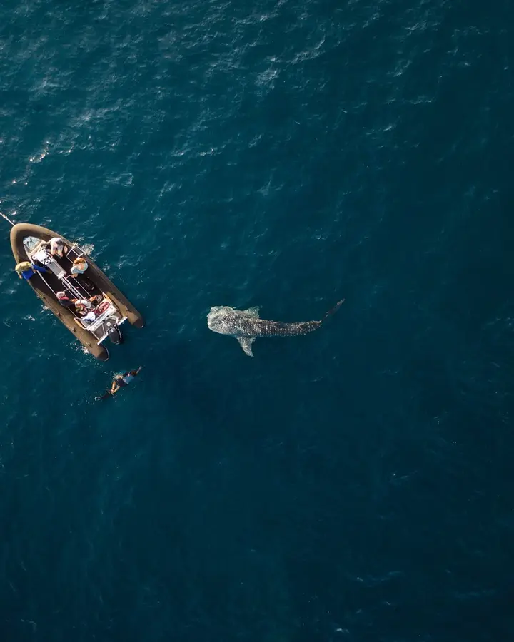 Whale Watching Encounter from Boat An aerial view of a small recreational boat with passengers observing a large whale swimming nearby in deep blue ocean waters. The whale's back and dorsal fin are clearly visible as it surfaces, creating an unforgettable wildlife encounter during a marine excursion.