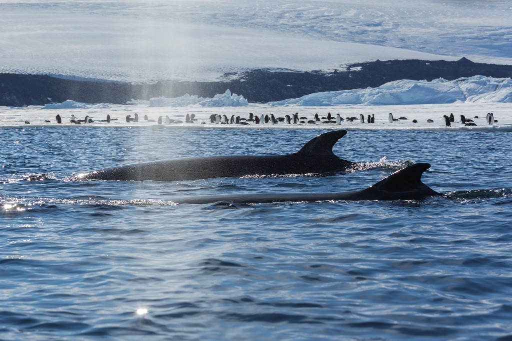 Whales and Penguins in Antarctic Waters Two fin whales surface in the foreground of pristine Antarctic waters while a large colony of penguins gathers on an ice shelf in the background, with massive glaciers and icebergs creating a dramatic polar landscape.