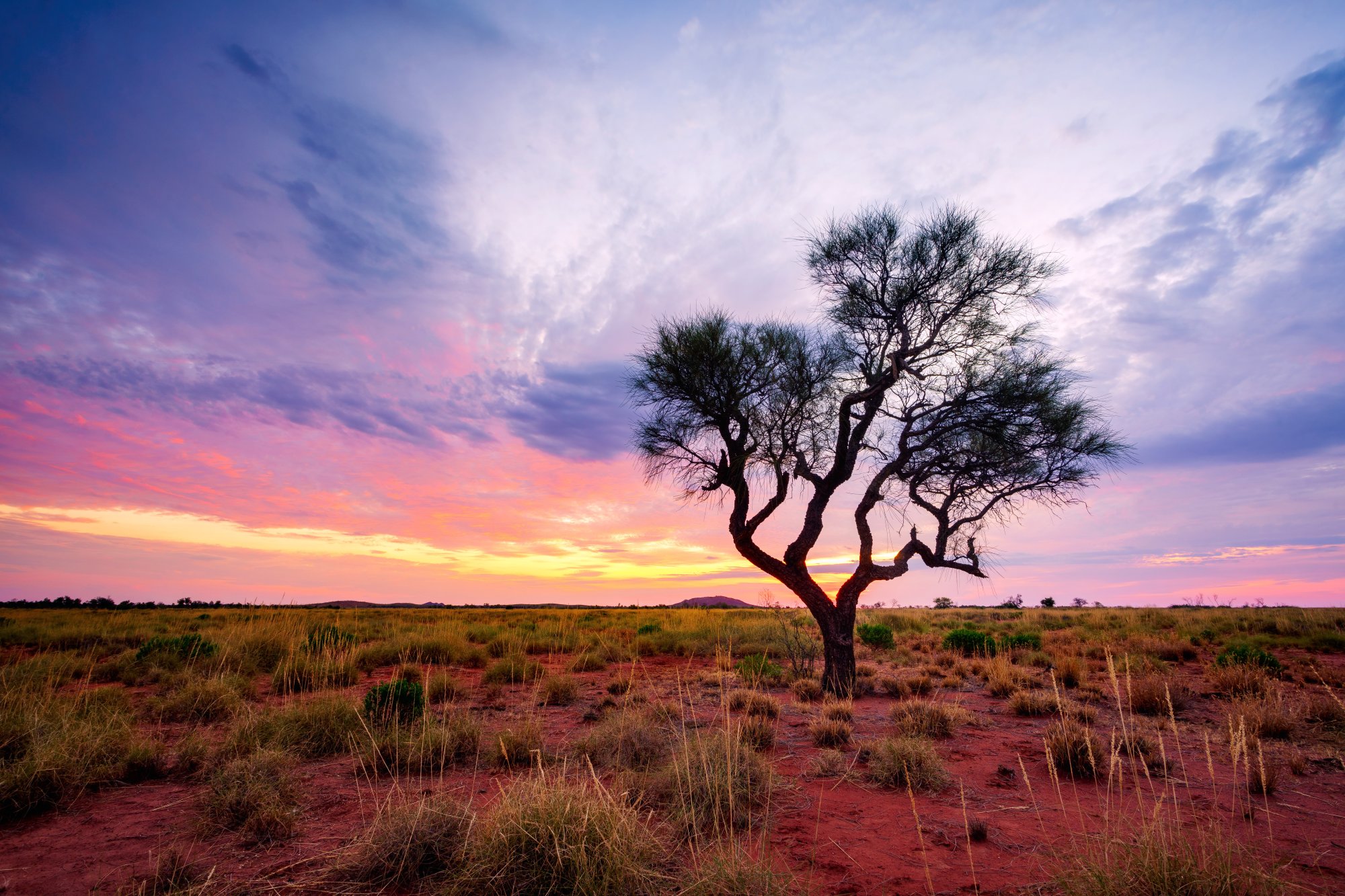 Acacia Tree at Sunset in African Savanna A solitary acacia tree silhouetted against a dramatic sunset sky in an expansive African savanna landscape, with red earth and golden grasses stretching to the horizon. The scene captures the raw beauty of the African wilderness during the golden hour with vibrant pink, orange, and purple hues painting the sky.