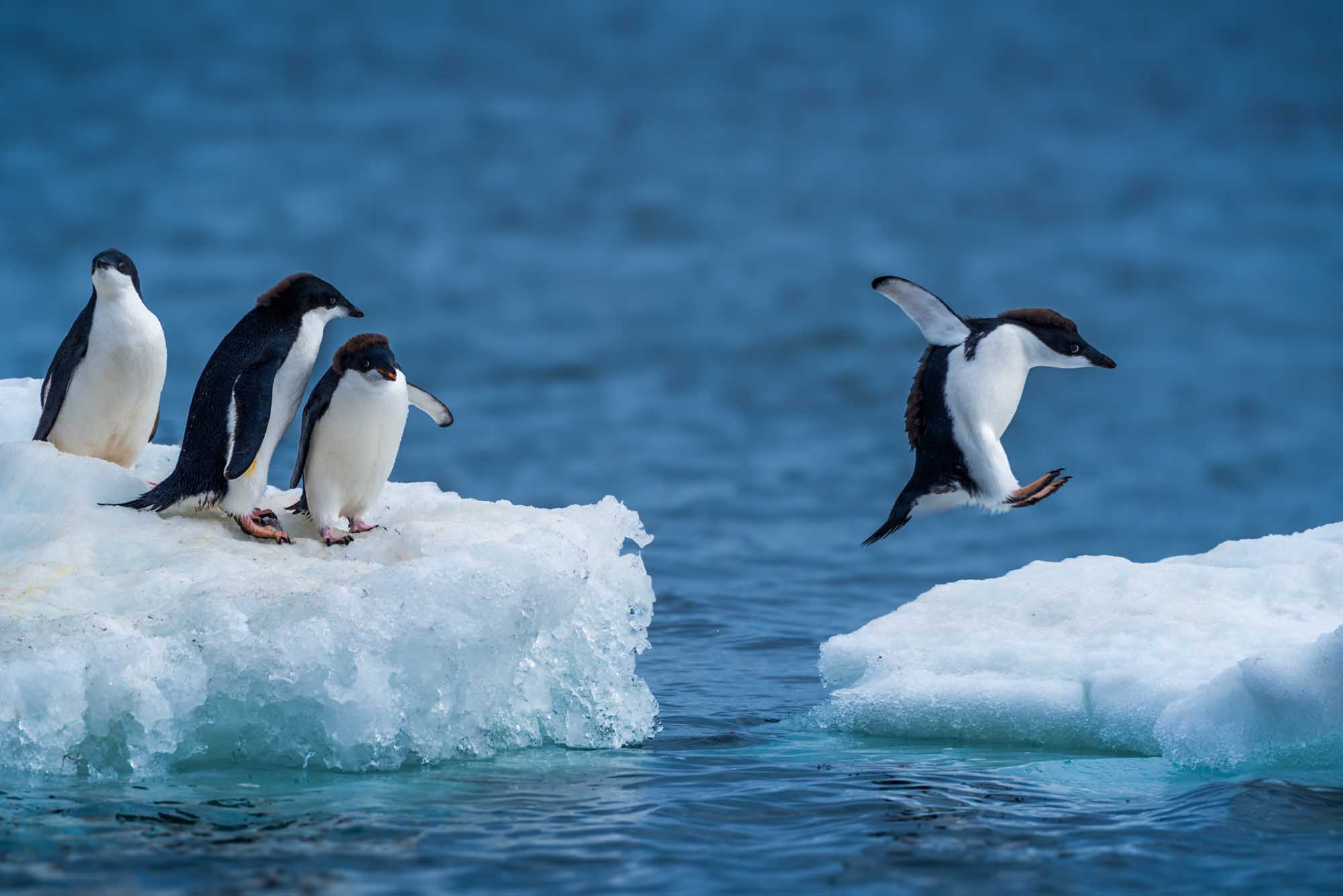 Adelie Penguins Jumping Between Ice Floes A dynamic wildlife scene capturing Adelie penguins in their natural Antarctic habitat, with one penguin mid-leap between two ice floes while three others stand on the ice. The crystal-clear blue ocean and white ice create a stunning contrast in this polar environment.