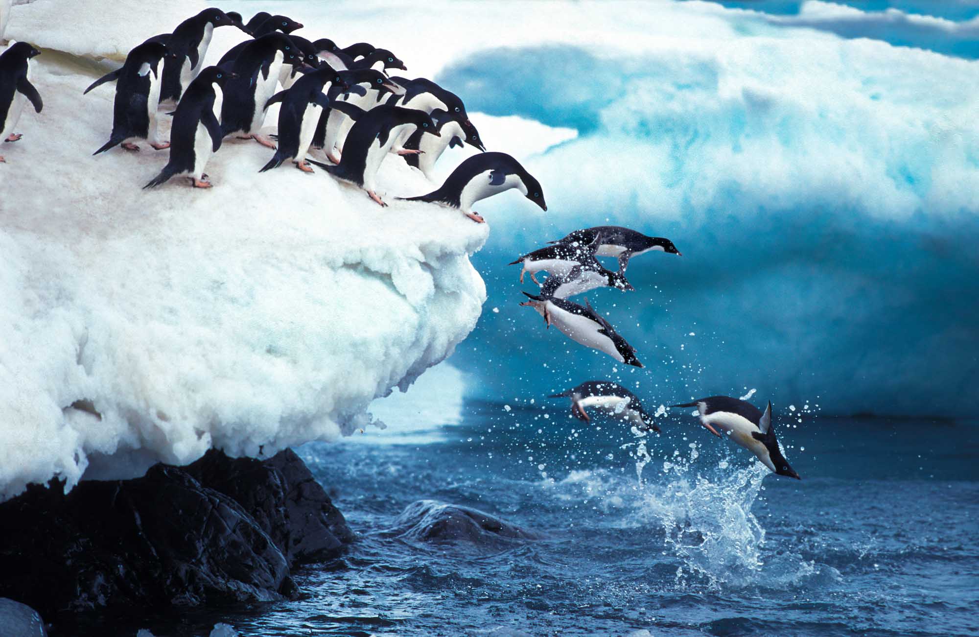 Adelie Penguins Leaping into Antarctic Waters A dynamic scene of Adelie penguins diving into the ocean from an ice shelf, with a group of penguins perched on the snowy edge preparing to leap while others splash into the bright blue Antarctic waters below.