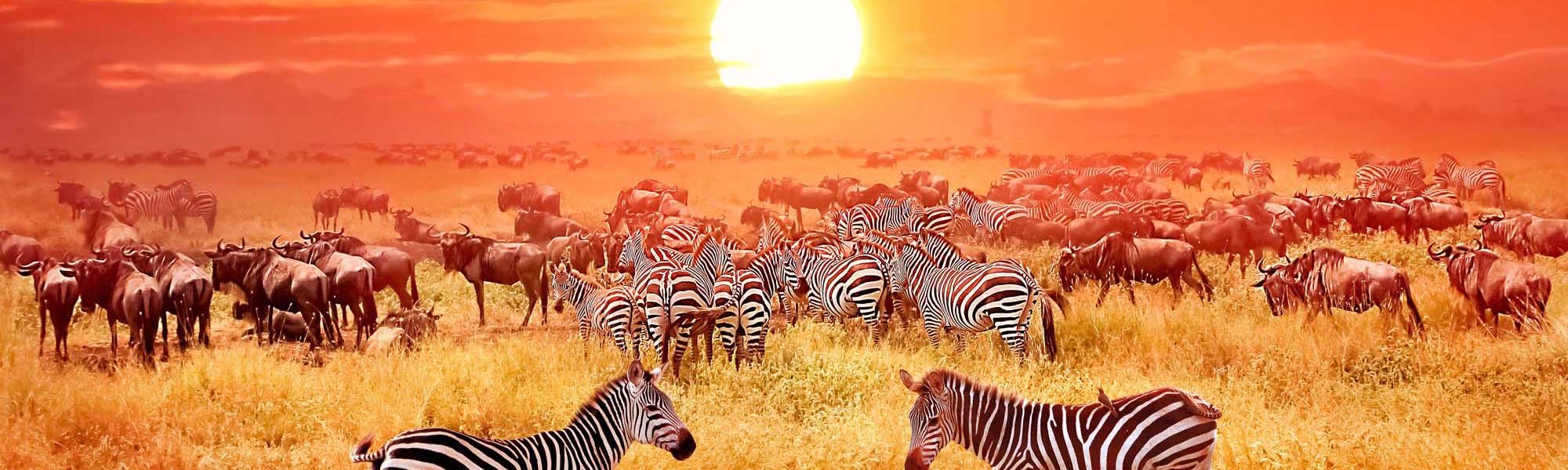 A breathtaking African safari scene during golden hour, featuring a large herd of zebras and wildebeest grazing across the savanna grasslands under a dramatic orange sunset sky. The wildlife migration captures the essence of East African wilderness in its natural habitat.