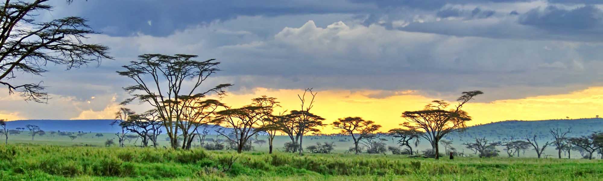 A stunning African savanna landscape at sunset, featuring scattered acacia trees silhouetted against a golden and blue sky with white clouds. The vast green grassland stretches to the horizon, capturing the iconic beauty of East African wildlife habitat.