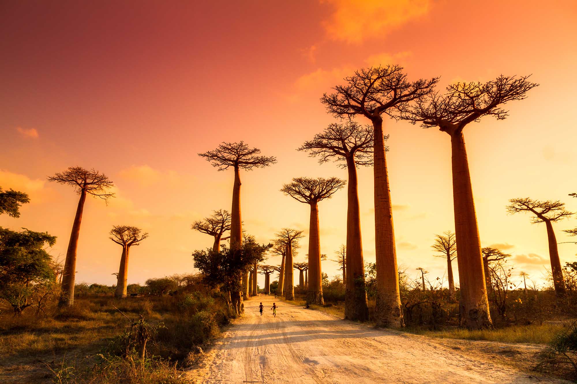 Avenue of the Baobabs at Sunset, Madagascar A stunning sunset view of the iconic Avenue of the Baobabs in Madagascar, featuring massive ancient baobab trees silhouetted against a golden-orange sky. Two figures can be seen walking along the sandy dirt road between the towering trees, creating a sense of scale and adventure in this remote natural landmark.