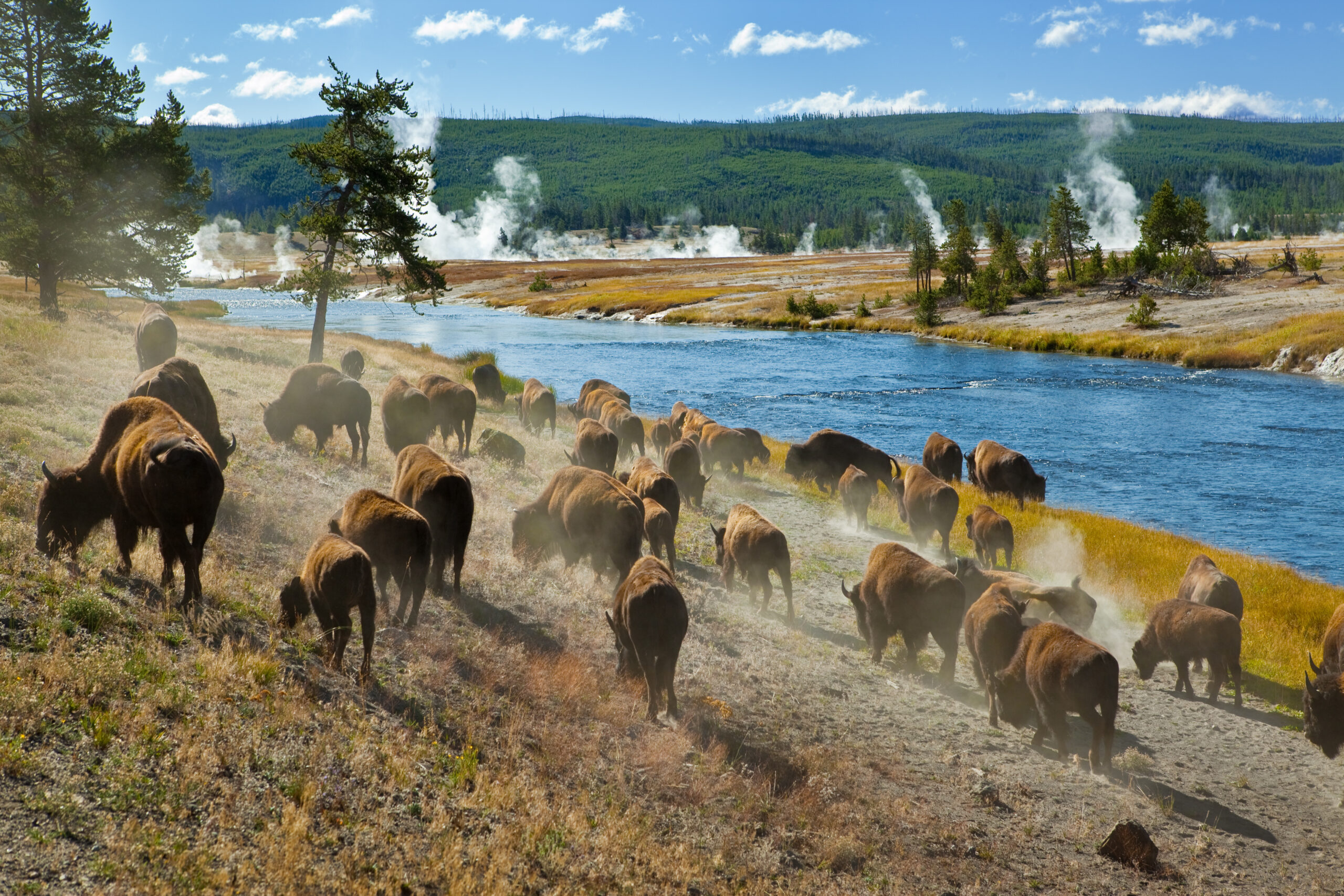 Bison Herd at Yellowstone Geothermal Valley A large herd of American bison grazes along a pristine blue river in Yellowstone National Park, with geothermal steam vents and coniferous forests visible across the landscape. Cowboys on horseback manage the herd through the dusty terrain, capturing the wild character of the American West.