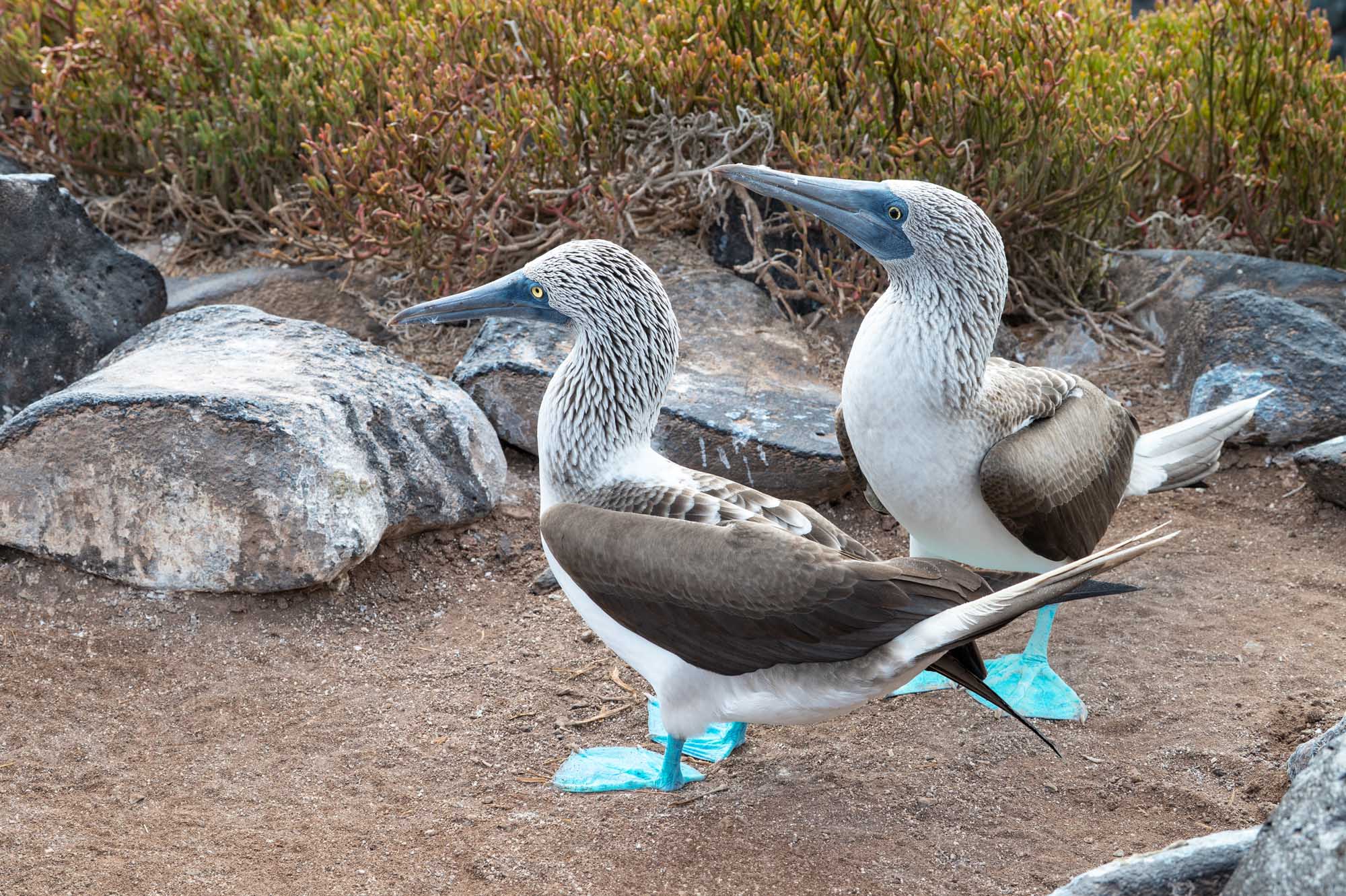 Blue-footed Boobies on Espanola Island Two blue-footed boobies rest on sandy ground near rocky outcrops and sparse vegetation on Suarez Point, Espanola Island. The birds display their characteristic bright turquoise feet, distinctive gray and white plumage, and long pointed beaks typical of this endemic Galapagos species.