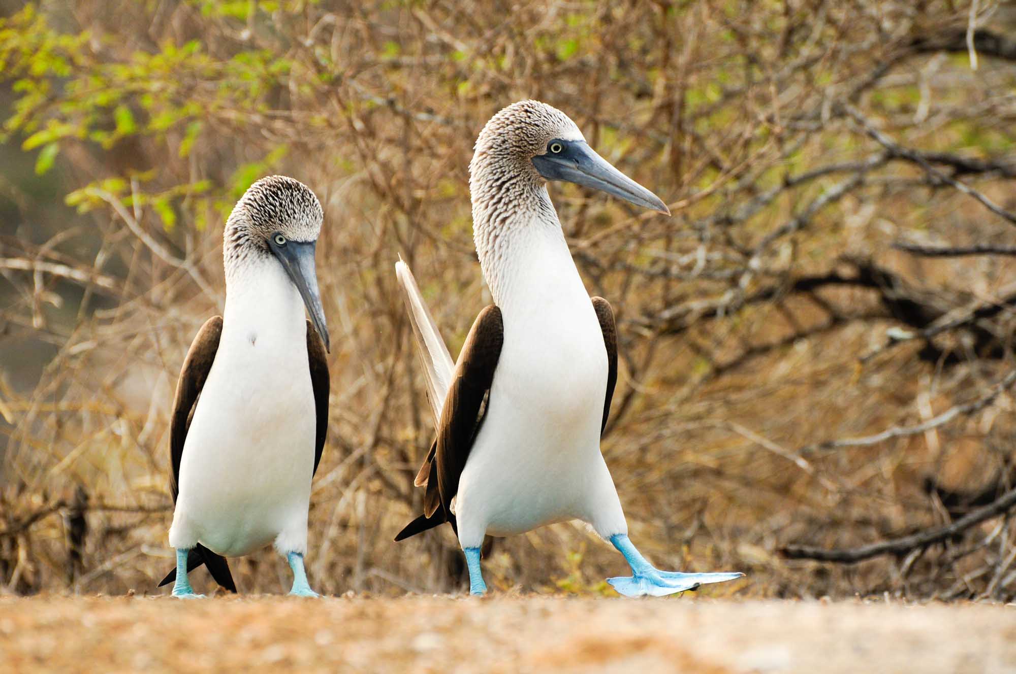 Blue-footed Boobies on Galápagos Island Two blue-footed boobies stand together on sandy ground with sparse vegetation in the background. These distinctive seabirds are characterized by their white and brown plumage, grey-blue beaks, and striking bright blue feet, which are iconic to the Galápagos Islands.