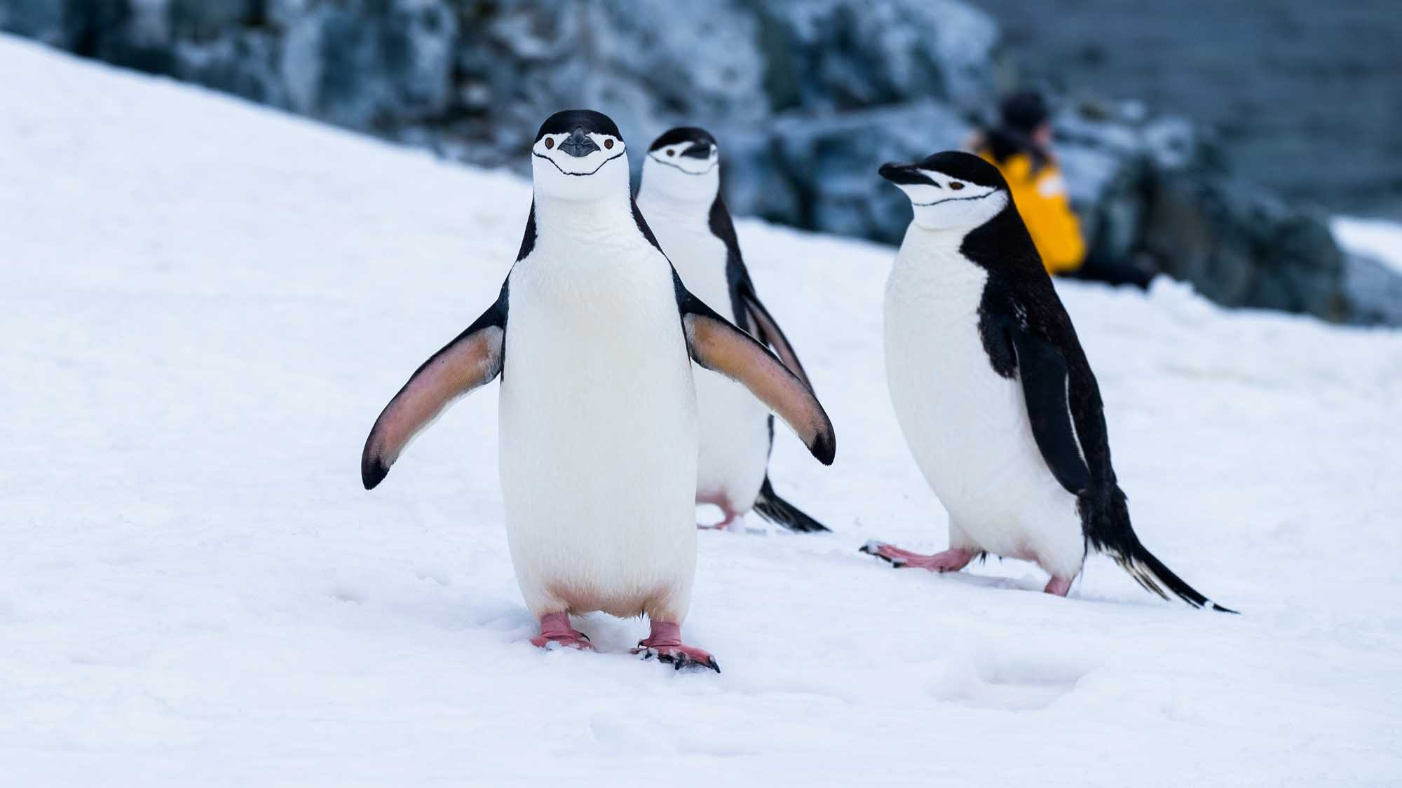 Chinstrap Penguins on Antarctic Ice A group of chinstrap penguins standing on snow-covered ice in Antarctica, with their distinctive black and white plumage and characteristic thin black line running under their chins clearly visible. The penguins appear curious and alert, with a blurred human observer visible in the background wearing a yellow jacket, suggesting this is from a polar expedition or cruise visit.