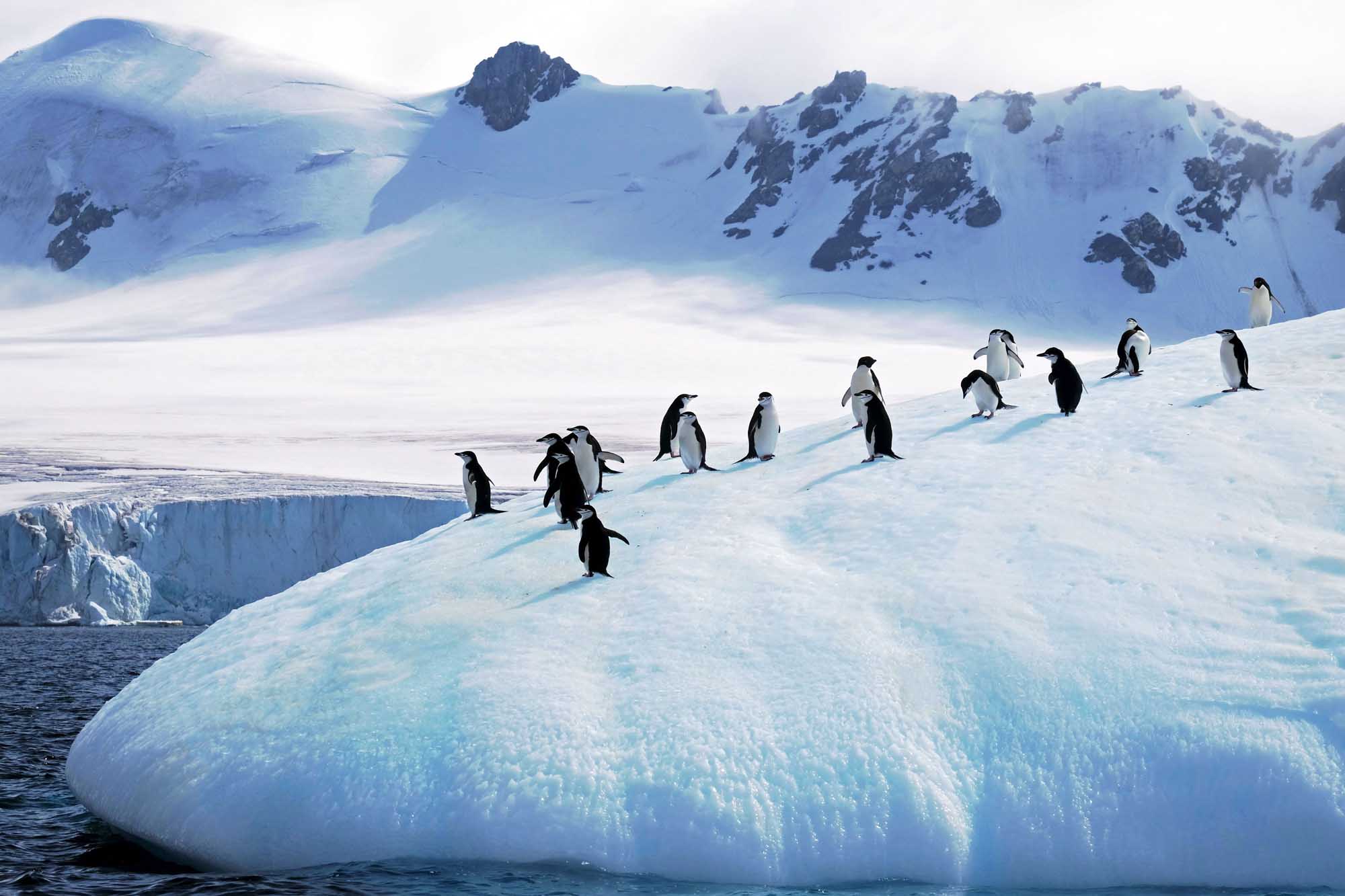 Chinstrap Penguins on Antarctic Iceberg A group of chinstrap penguins waddles across a snow-covered iceberg in Antarctica, with snow-capped mountains and glaciers visible in the background. The penguins traverse the pristine white ice landscape against a backdrop of dramatic polar peaks and blue-tinted glacial formations.