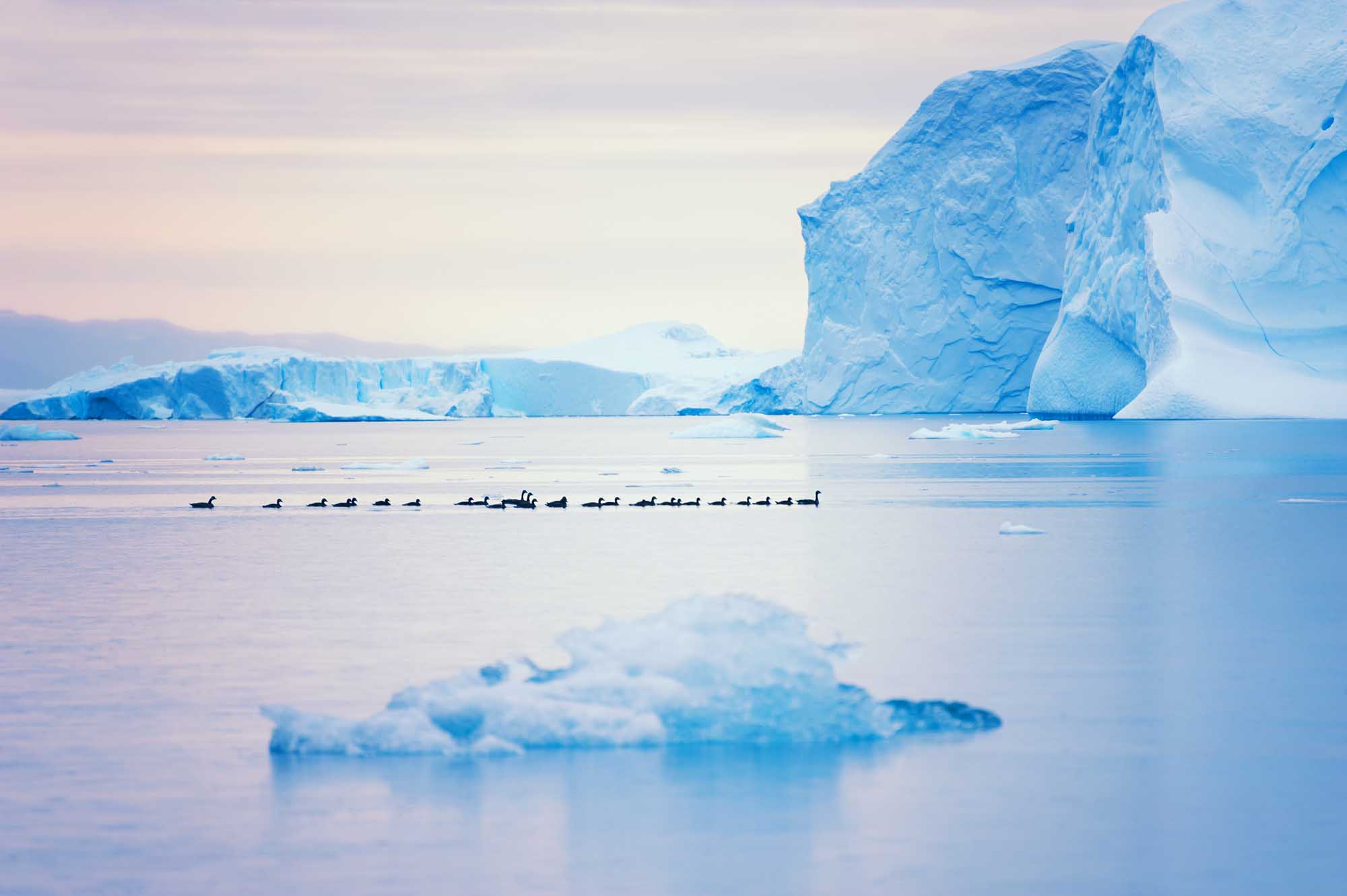 Ducks Among Icebergs in Greenland A serene Arctic scene featuring a flock of ducks floating in calm waters between massive blue icebergs in Ilulissat Icefjord, Greenland. The composition captures the contrast between the delicate wildlife and the monumental glacial formations under soft, overcast Arctic light.