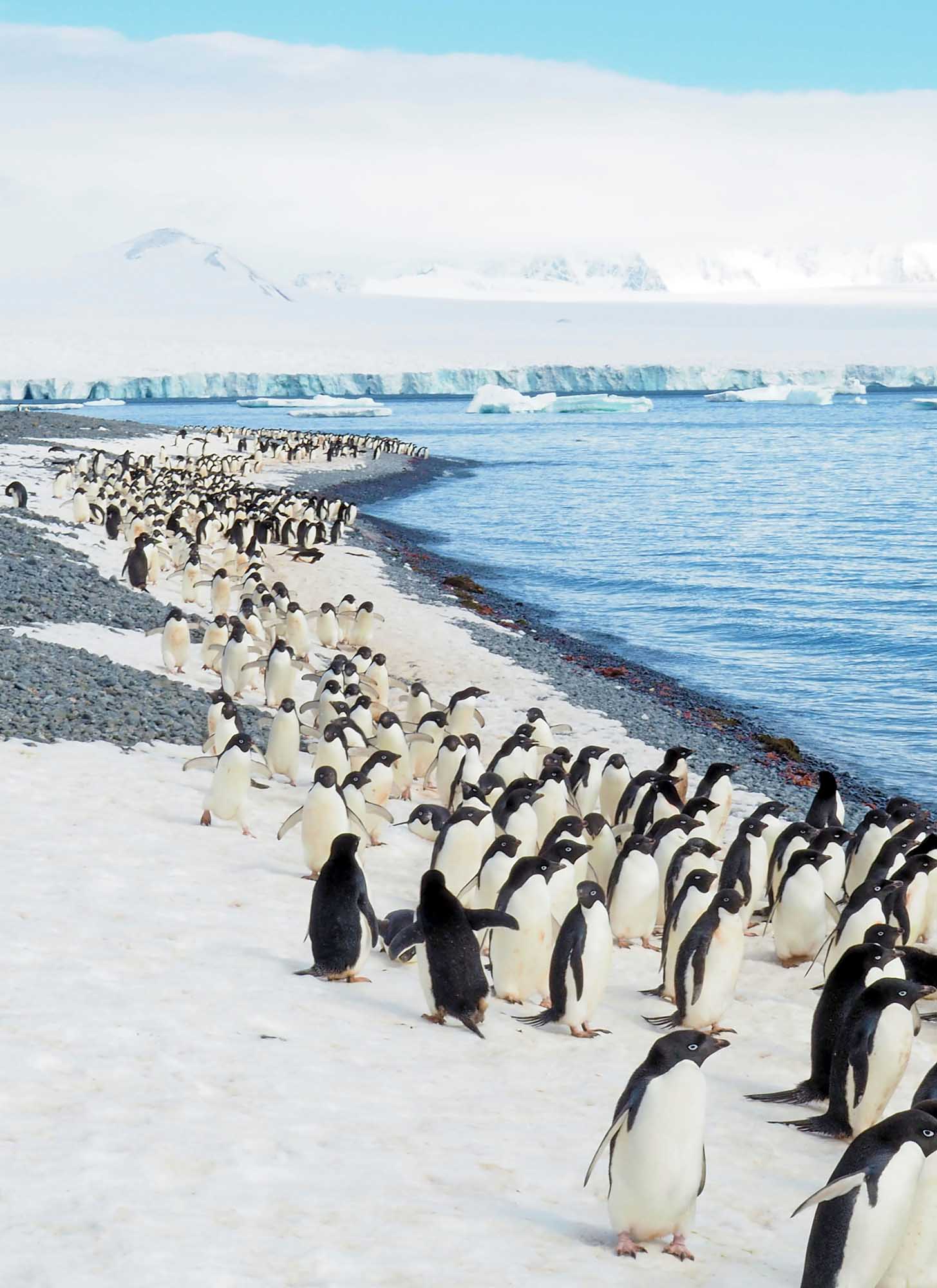 Emperor Penguin Colony on Antarctic Beach A large colony of emperor penguin chicks in their distinctive black and white plumage gathered on a snow and gravel beach in Antarctica, with icebergs and glaciers visible across the blue water and snow-covered mountains in the distant background.