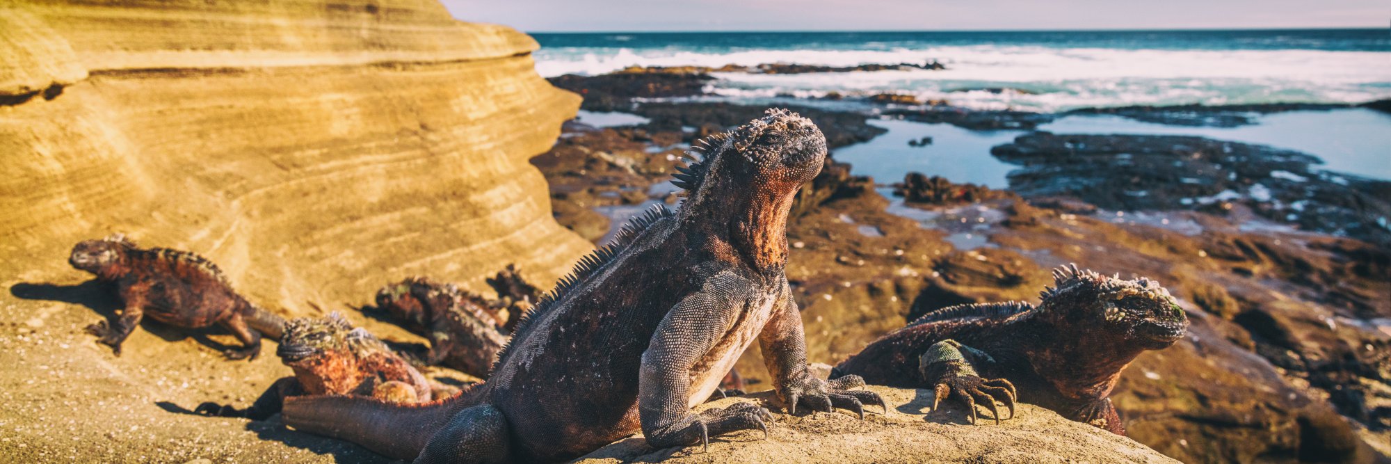 Galápagos Marine Iguanas on Rocky Coastline A group of Galápagos marine iguanas bask on volcanic rocks along a pristine coastal landscape, with turquoise waters, rocky outcrops, and sandy beaches visible in the background. These iconic endemic reptiles are shown in their natural habitat, displaying their characteristic dark coloring and spiky crests.