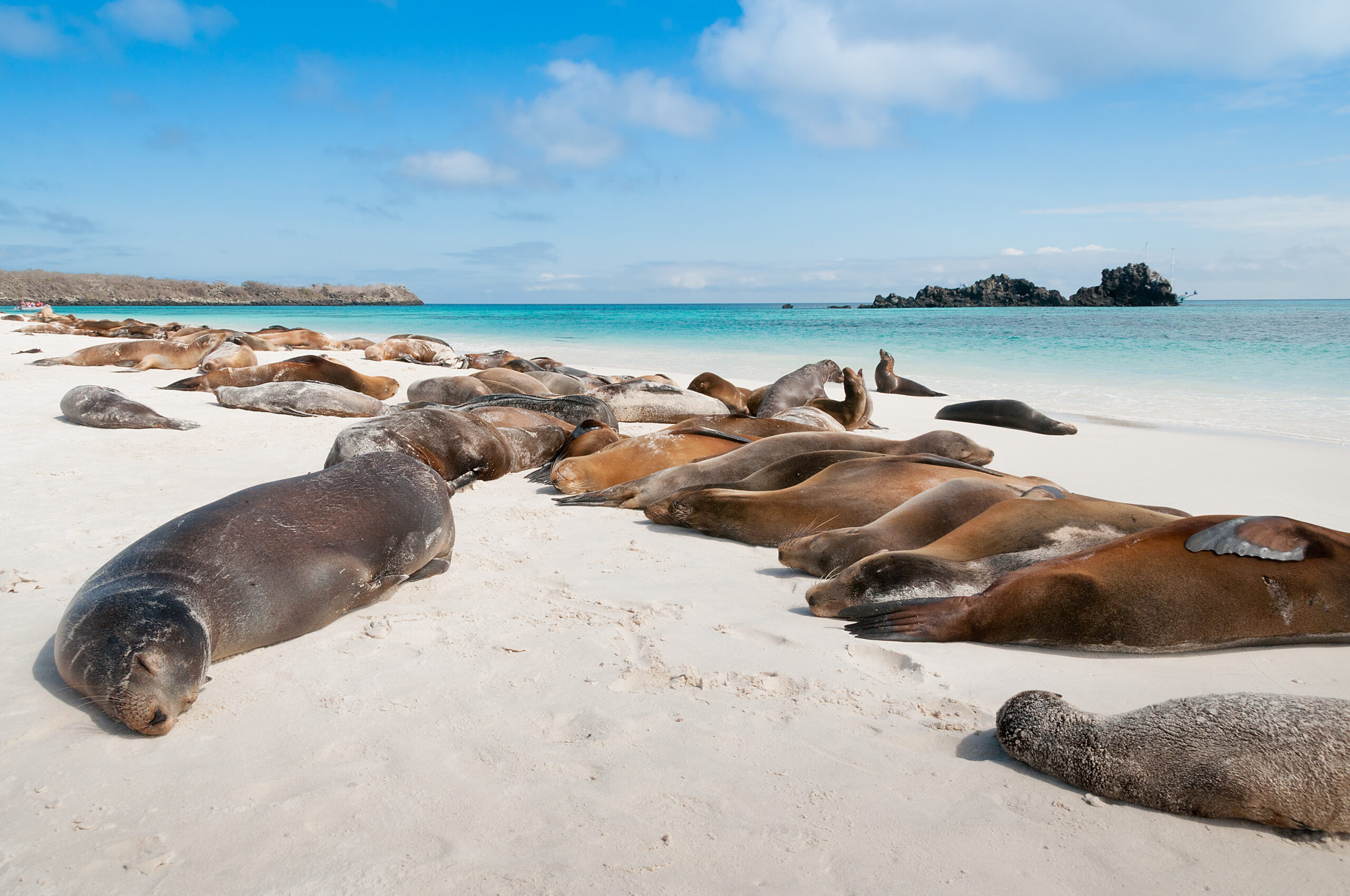 Galápagos Sea Lions Resting on Beach A picturesque tropical beach scene featuring a large colony of Galápagos sea lions lounging on pristine white sand, with crystal-clear turquoise waters and rocky islands visible in the distance under a bright blue sky.