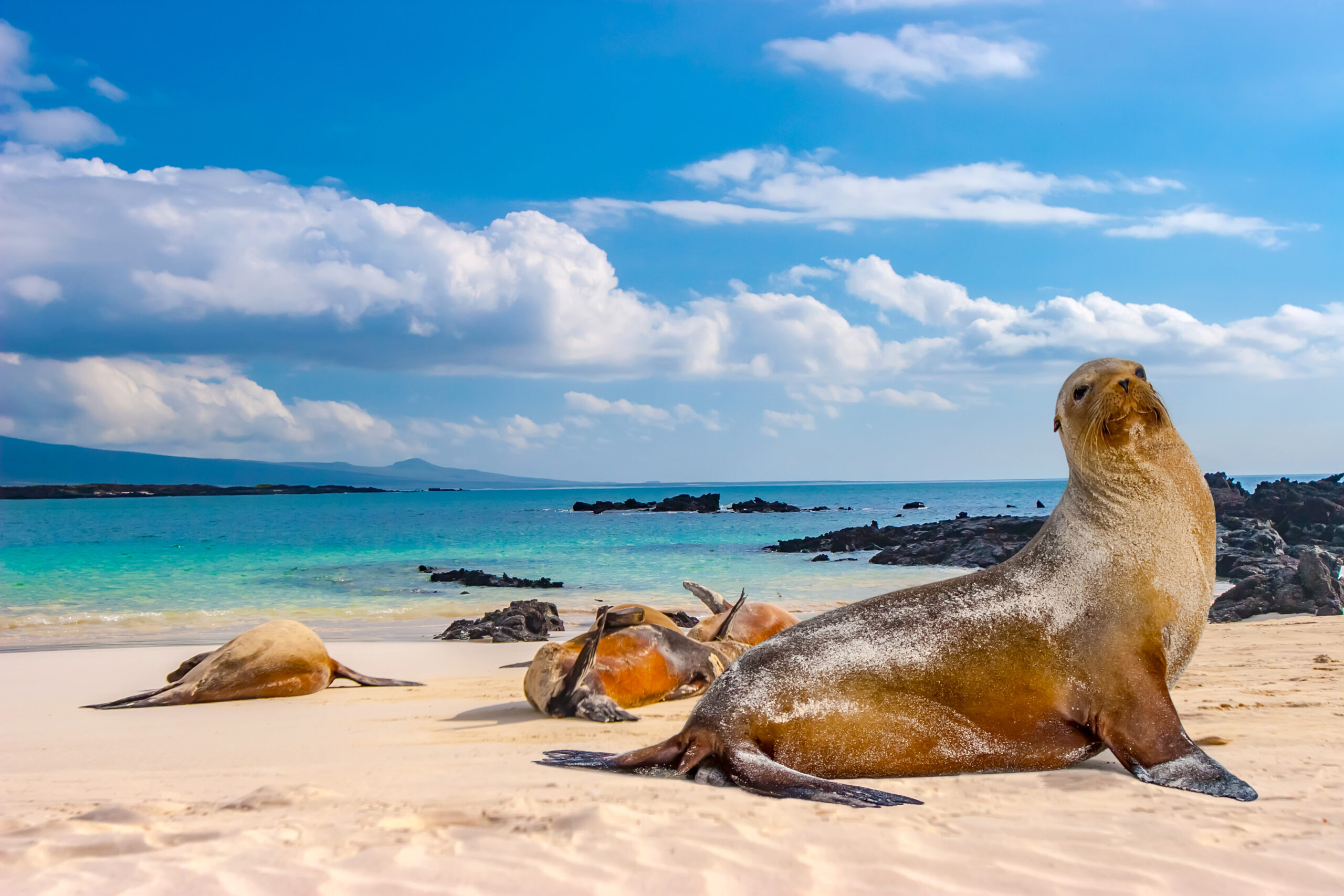 Galápagos Sea Lions on Sandy Beach A group of Galápagos sea lions resting on a pristine sandy beach with turquoise waters, black volcanic rocks, and mountains visible across the bay under a bright blue sky with white clouds.