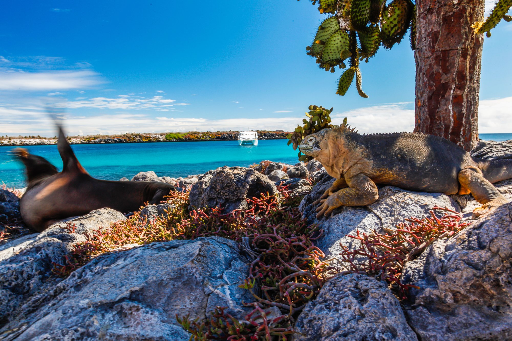 Galápagos Wildlife and Turquoise Waters A scenic coastal view of the Galápagos Islands featuring iconic marine iguanas and land iguanas resting on volcanic rocks in the foreground, with a prickly pear cactus tree overhead, turquoise ocean waters, a cruise ship in the distance, and pristine rocky shoreline under clear blue skies.