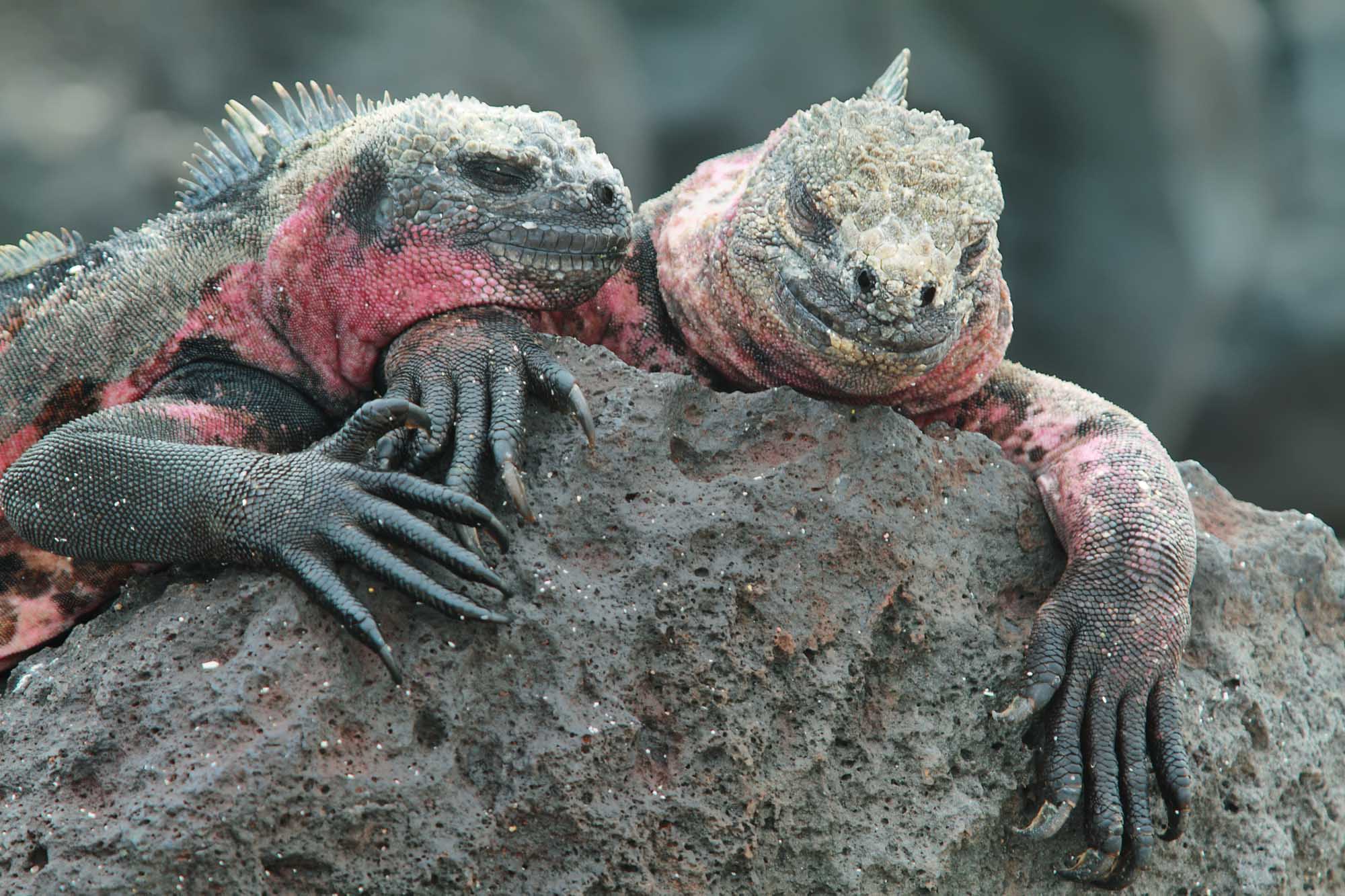 Galapagos Marine Iguanas on Rocky Outcrop Two Galapagos marine iguanas rest together on volcanic rock on La Española Island. The iguanas display characteristic gray and reddish-pink coloring, with detailed scales and clawed feet visible as they bask on the sun-warmed stone.