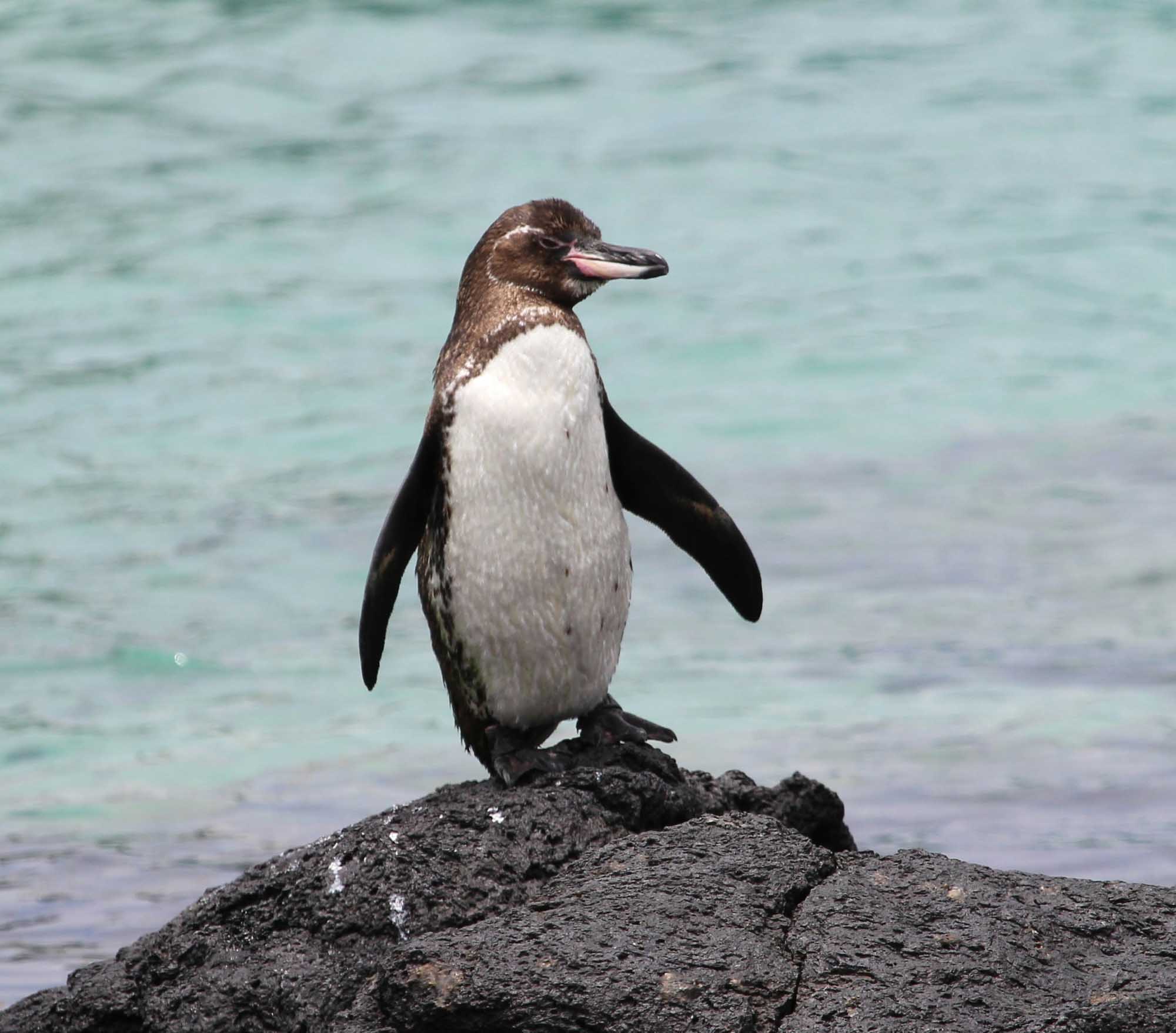 Galapagos Penguin on Volcanic Rock A young Galapagos penguin stands upright on dark volcanic rock overlooking turquoise ocean waters. The penguin displays characteristic brown and white plumage with a distinctive head pattern, typical of this endemic species found only in the Galapagos Islands.