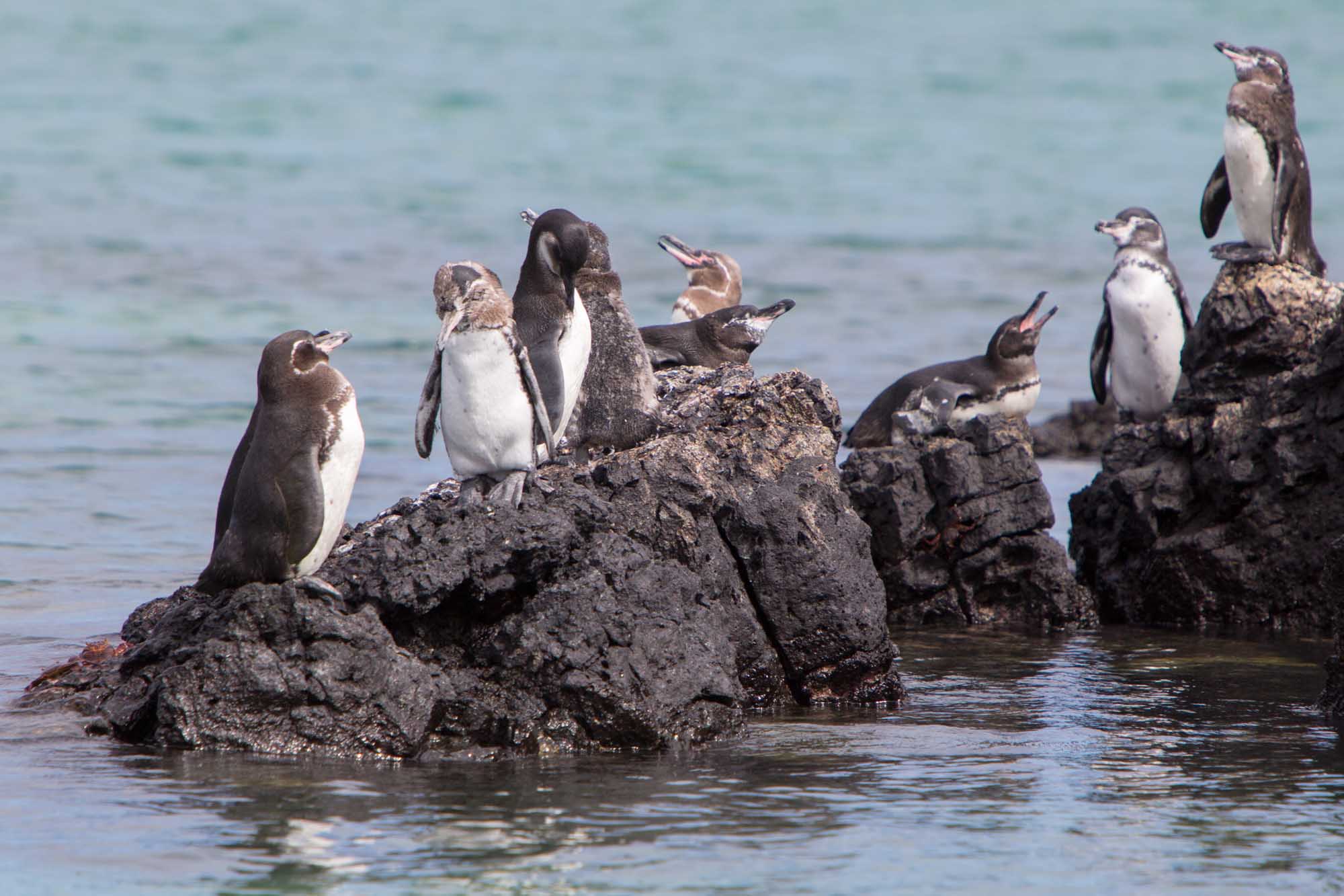 Galapagos Penguins on Isabela Island A group of Galapagos penguins (Spheniscus mendiculus) gathered on dark volcanic rocks in shallow coastal waters of Isabela Island. These endangered flightless birds are perched and playing in their natural habitat in the Galapagos Islands.