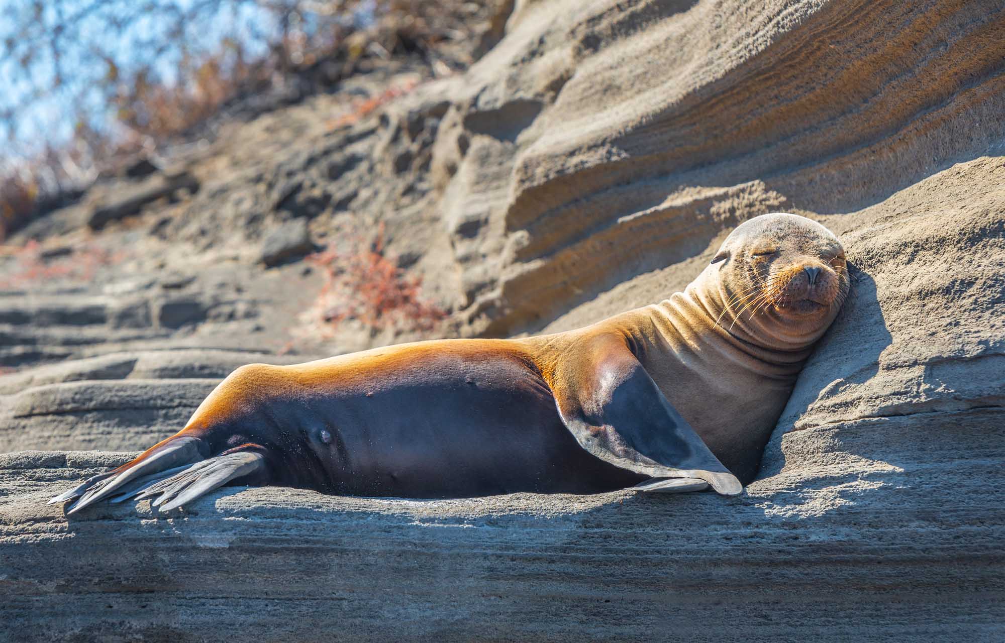 Galapagos Sea Lion Resting on Volcanic Rock A young Galapagos sea lion (Zalophus wollebaeki) rests on dark volcanic rock formations in its natural habitat. The marine mammal displays characteristic features including prominent whiskers and flippers, while basking in the sunlight of the Galapagos National Park.