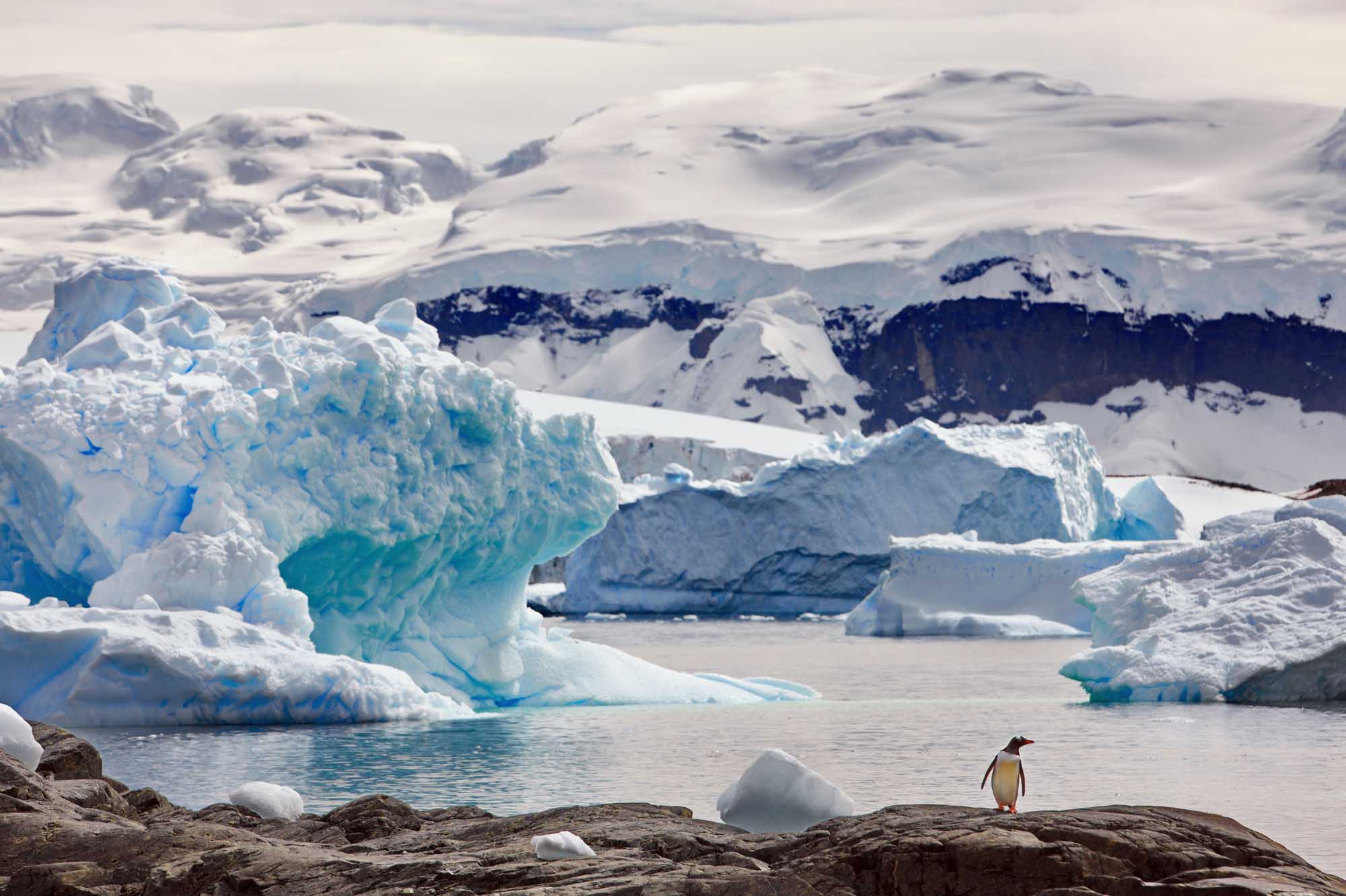 Gentoo Penguin Among Antarctic Icebergs A solitary Gentoo penguin stands on a rocky outcrop in the foreground, overlooking a pristine Antarctic landscape dotted with turquoise and white icebergs floating in calm waters, with snow-covered mountains and glaciers visible in the distance.
