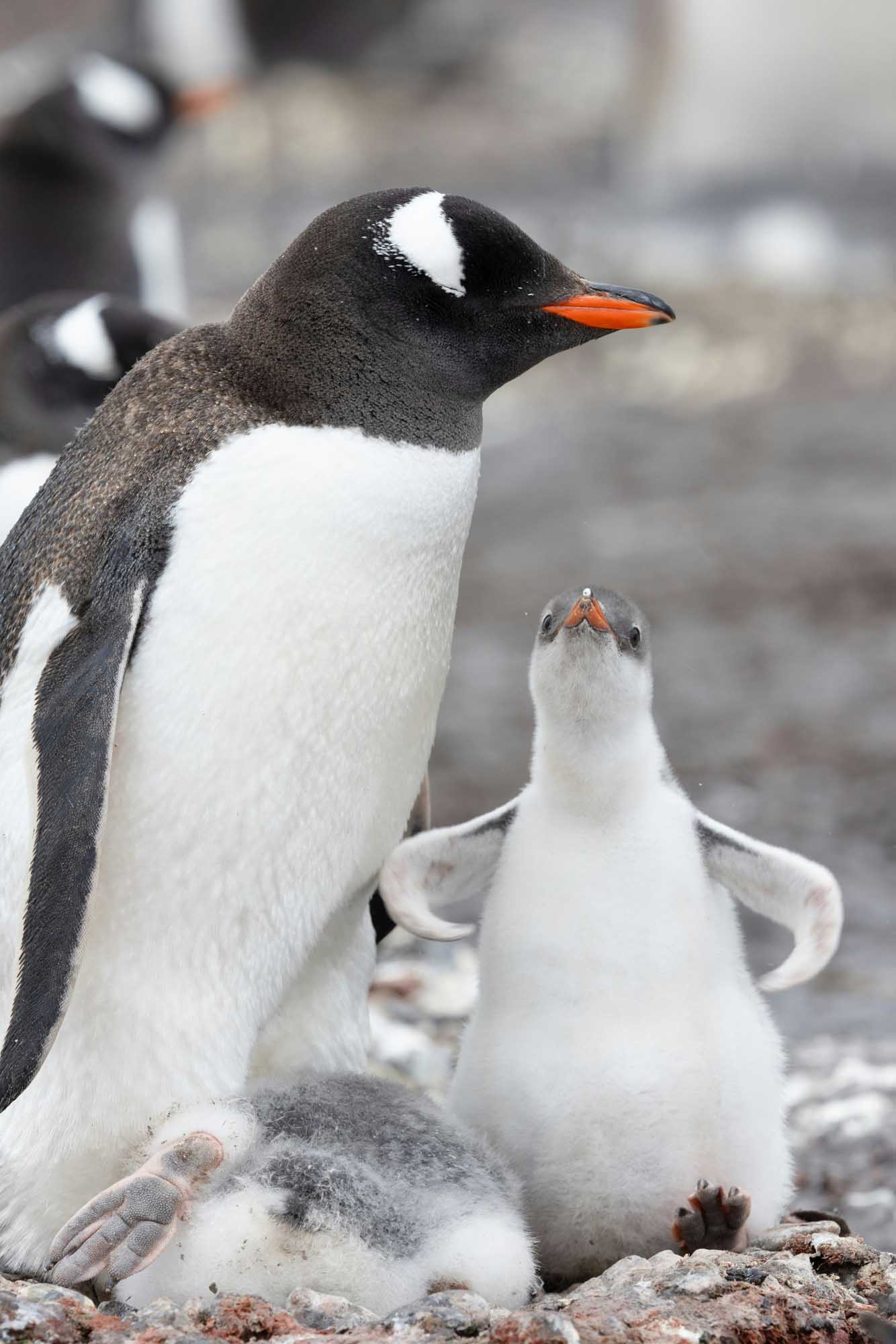 Gentoo Penguin Parent and Chick Portrait An adult Gentoo penguin stands protectively beside its fluffy gray and white chick on a rocky Antarctic shoreline. The adult displays the distinctive black and white plumage with orange-red beak and feet characteristic of the species, while the young penguin gazes upward in an endearing family moment.