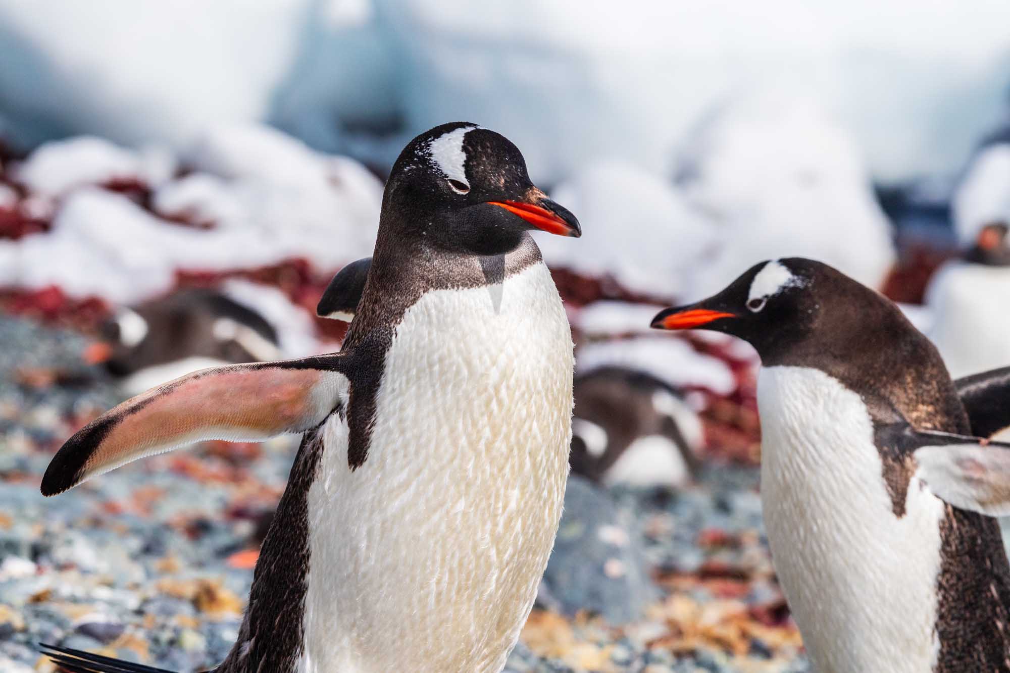 Gentoo Penguins on Antarctic Rocky Shore A close-up view of two Gentoo penguins standing on the rocky, snow-covered shore of Trinity Island on the Antarctic Peninsula. The penguins display their distinctive black and white plumage and bright orange beaks, with additional penguins visible in the blurred background.