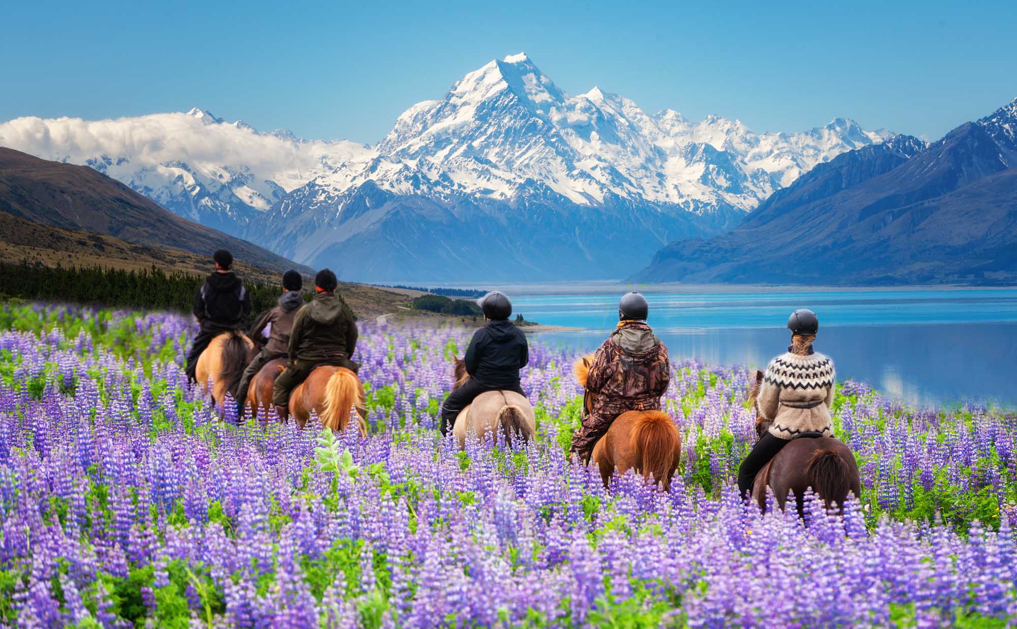 Horseback Riding Through Lupine Fields in New Zealand A group of travelers on horseback ride through a vibrant field of purple lupine flowers with a stunning backdrop of snow-capped mountains and a turquoise alpine lake in Mount Cook National Park, New Zealand. The scene captures the natural beauty of New Zealand's summer season when lupins bloom in full color.
