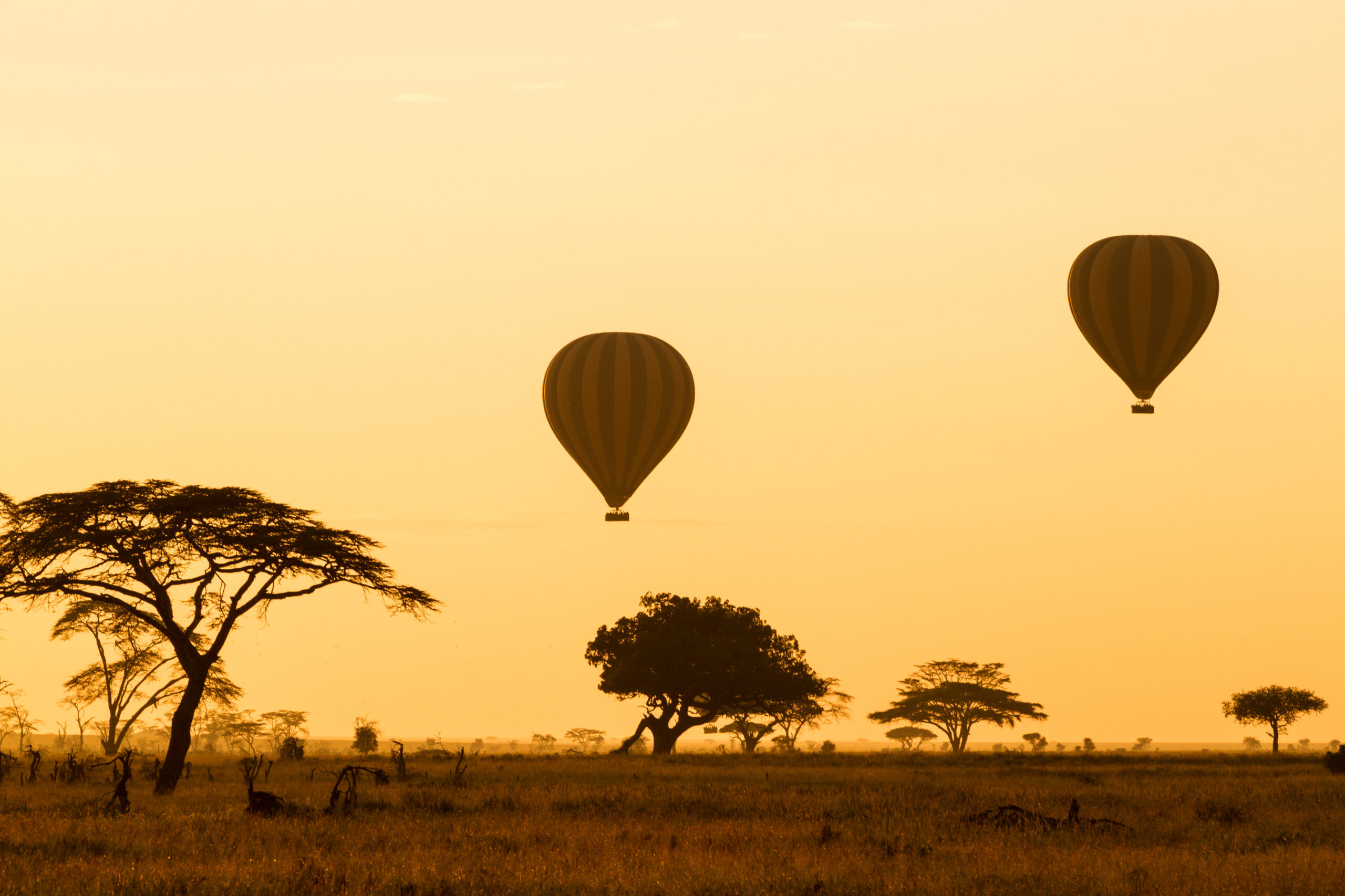 Hot Air Balloons Over African Savanna at Sunrise Two hot air balloons float peacefully above the golden African savanna landscape during sunrise or sunset, with scattered acacia trees dotting the arid terrain below. The warm, golden-hour light bathes the entire scene in a serene, dreamlike atmosphere characteristic of safari experiences in East Africa.