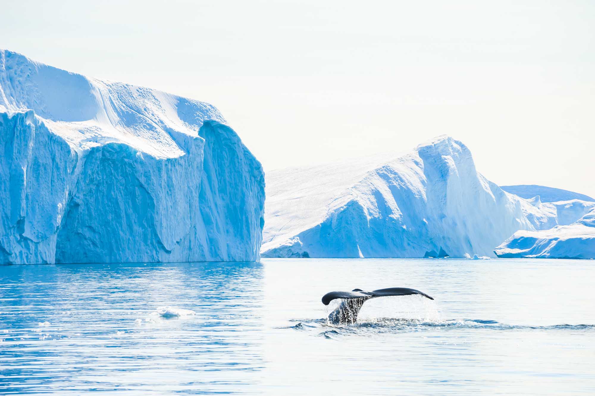 Humpback Whale Diving Near Arctic Icebergs A dramatic arctic scene featuring a humpback whale diving with its tail flukes raised above the water, surrounded by towering blue icebergs in Ilulissat Icefjord. The pristine waters and massive ice formations create a stunning natural landscape characteristic of Greenland's arctic environment.