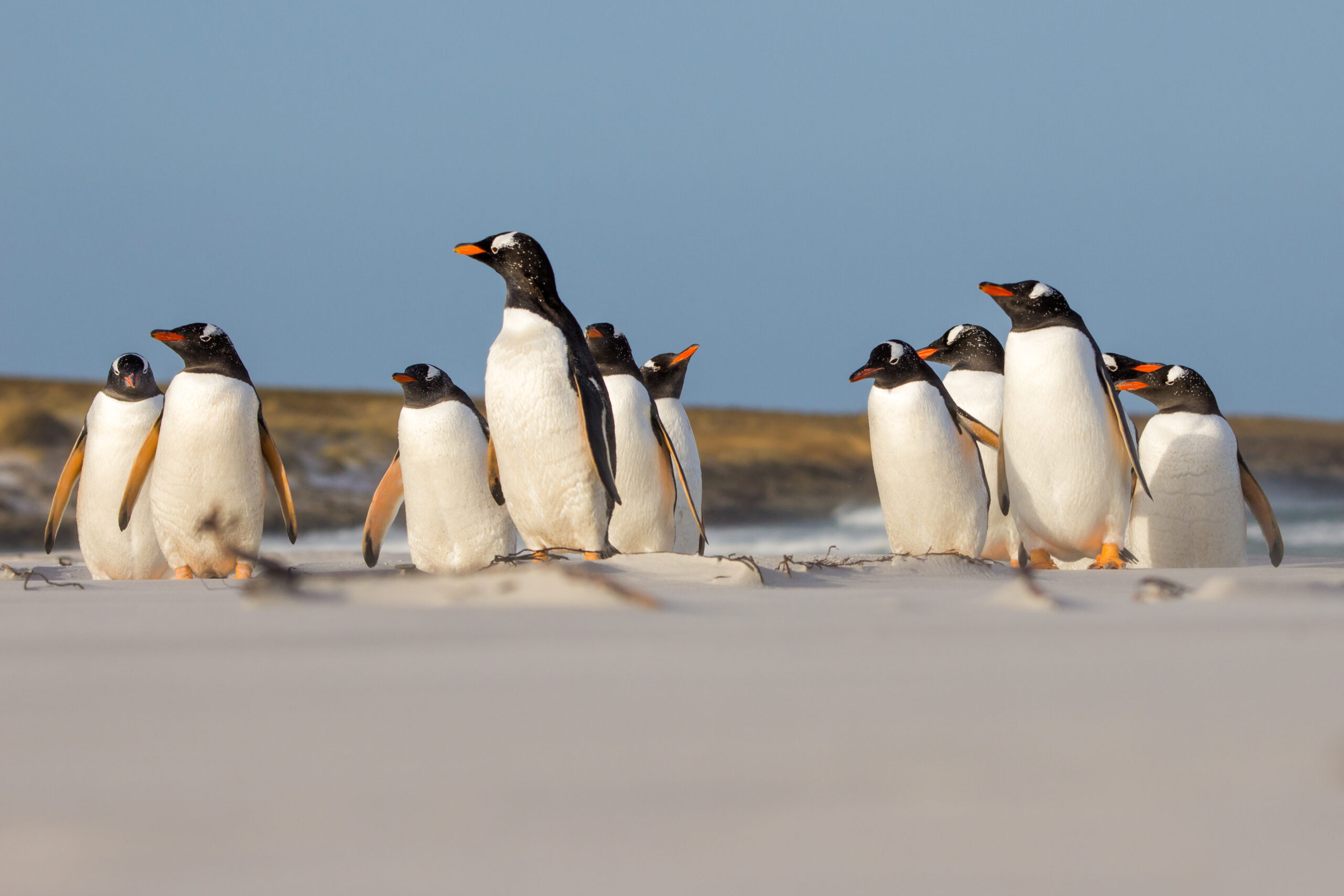 King Penguins on Sandy Beach A group of King penguins stands together on a sandy beach with a clear blue sky and rocky coastline in the background. The penguins display their characteristic black and white plumage with distinctive orange and yellow markings on their heads and flippers.