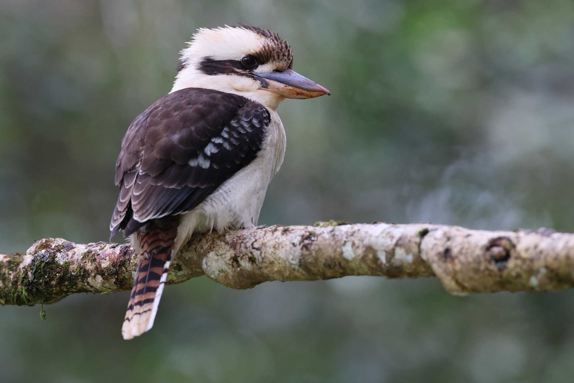 Kookaburra Perched on Moss-Covered Branch A laughing kookaburra (Dacelo novaeguineae) is captured in profile perched on a lichen-covered branch. The bird displays its distinctive white head and neck markings, dark eye stripe, and blue-tinged beak, with dark brown wings folded against its body and a striped tail visible below.