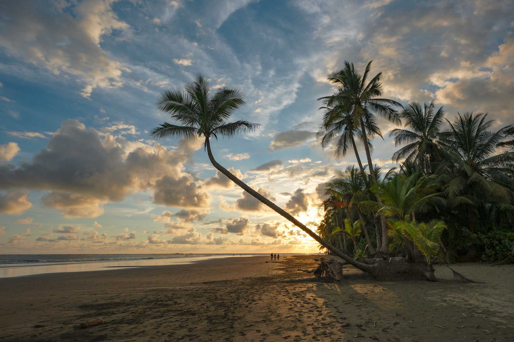 A scenic tropical beach landscape featuring an iconic leaning palm tree silhouetted against a dramatic golden sunset sky, with pristine sandy shores and calm ocean waters in Marino Ballena National Park, Costa Rica.