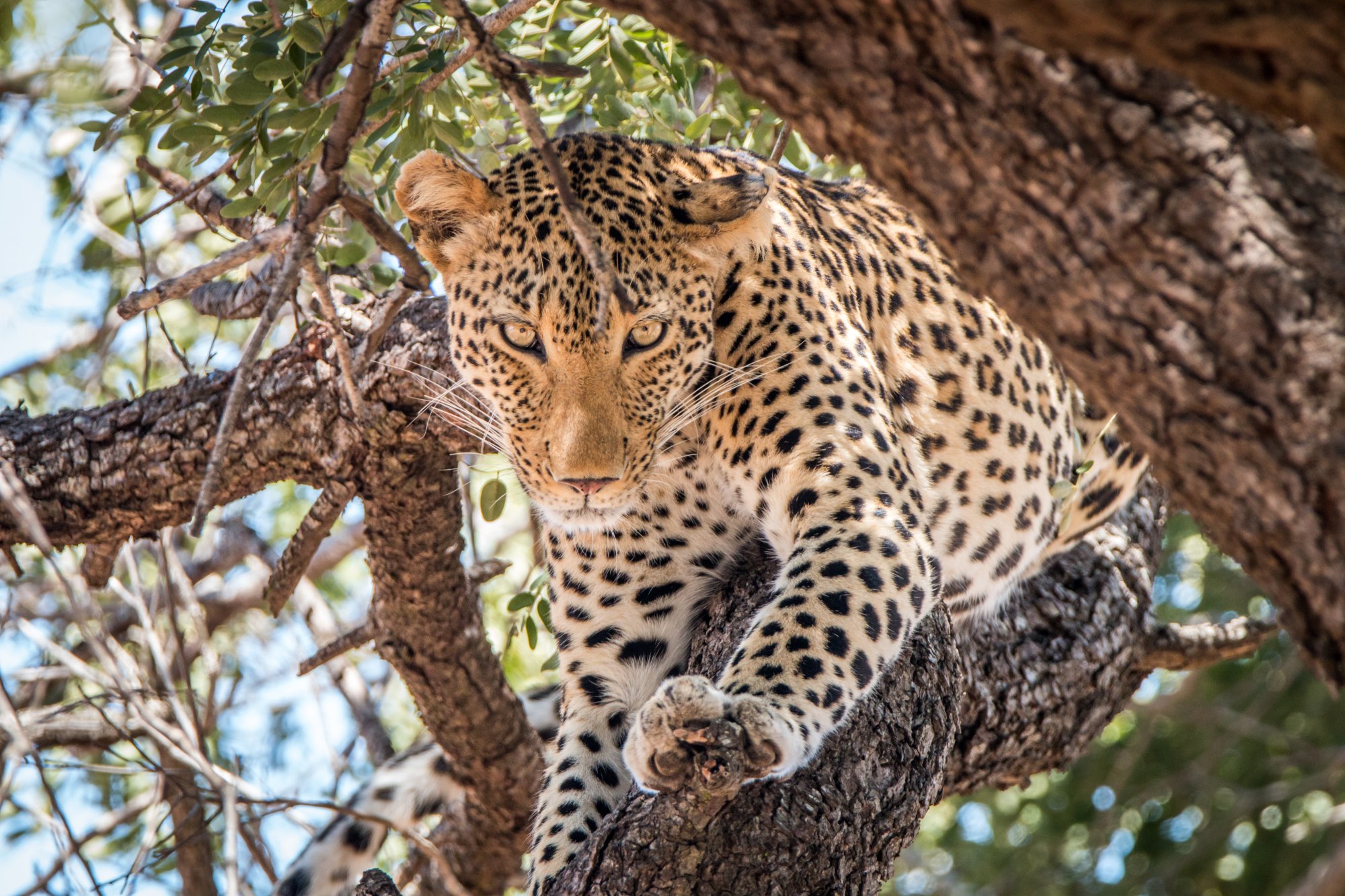 Leopard Resting on Tree Branch A leopard perches on a sturdy tree branch, gazing directly at the camera with alert yellow eyes. The big cat displays its distinctive spotted coat pattern while surrounded by green foliage and tree bark, showcasing natural wildlife behavior in an African savanna setting.