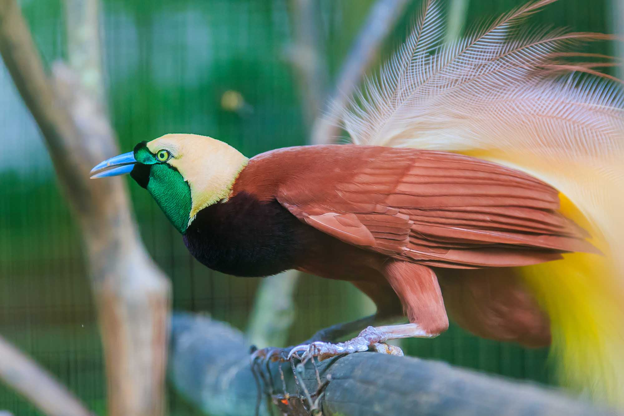 Lesser Bird of Paradise Portrait A vibrant Lesser Bird of Paradise (Paradisaea minor) perched on a branch, displaying its distinctive plumage with cream-colored head, emerald green throat patch, blue beak, reddish-brown wings, and elaborate tail feathers. The bird is captured in sharp detail against a blurred green foliage background.