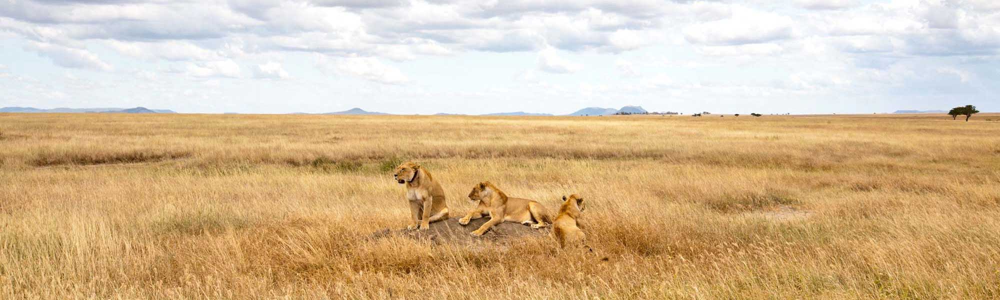 A pride of lions rests in the golden grassland of the African savanna, with a lioness and cubs visible among the dry grass under a partly cloudy sky. The vast, flat landscape extends to distant hills and sparse vegetation, characteristic of East African wildlife habitat.
