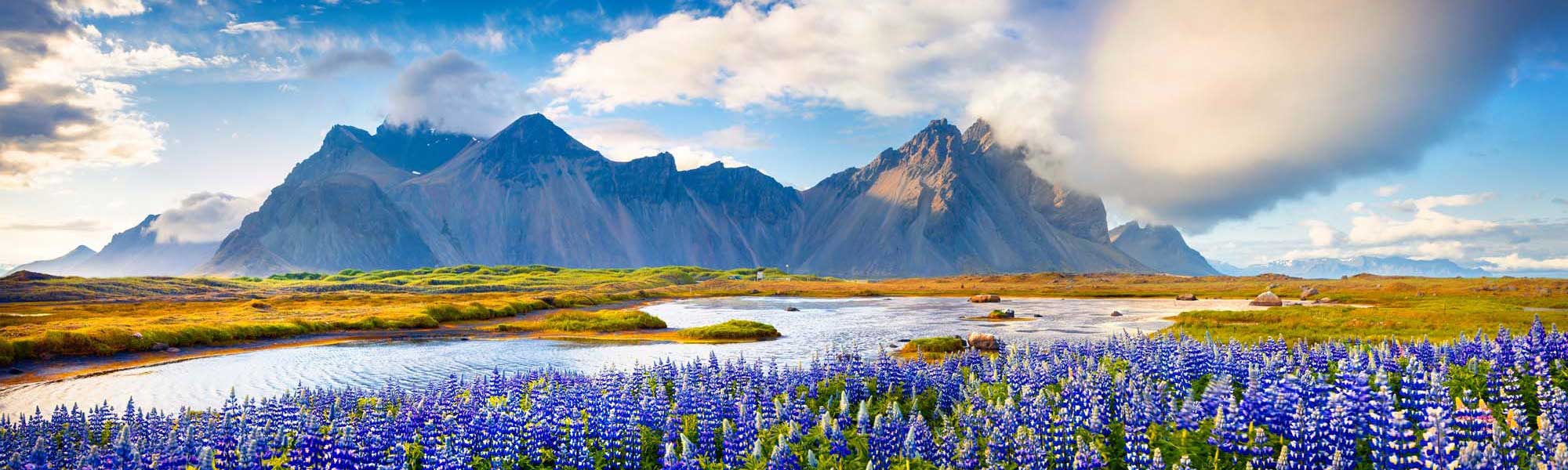 A stunning landscape featuring vibrant purple lupine flowers blooming in the foreground across an Icelandic valley, with the dramatic peaks of Stokksnes mountain rising majestically in the background under a partly cloudy sky. Winding rivers and lush green tundra complete this iconic Nordic wilderness scene.